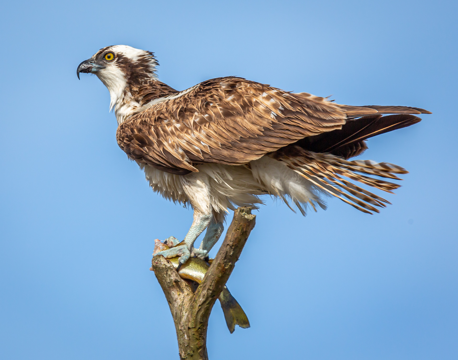 Osprey