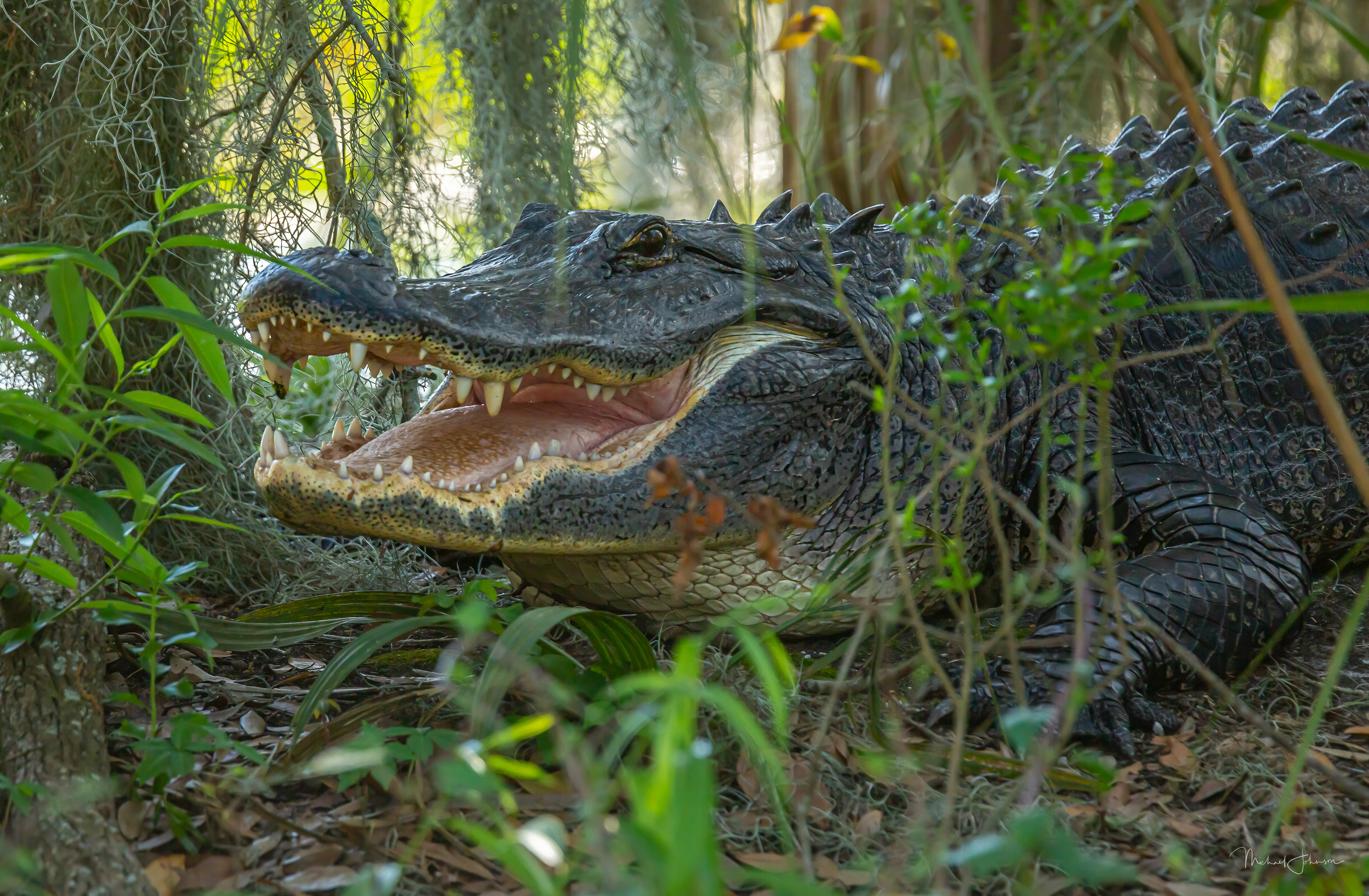 American Alligator