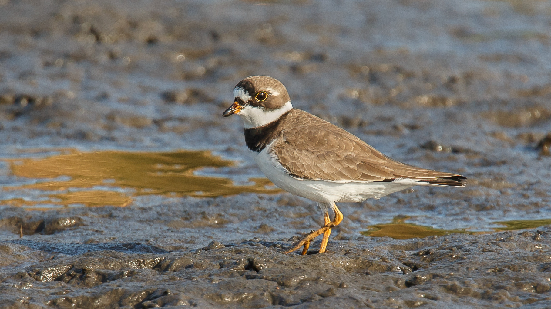 Semipalmated Plover