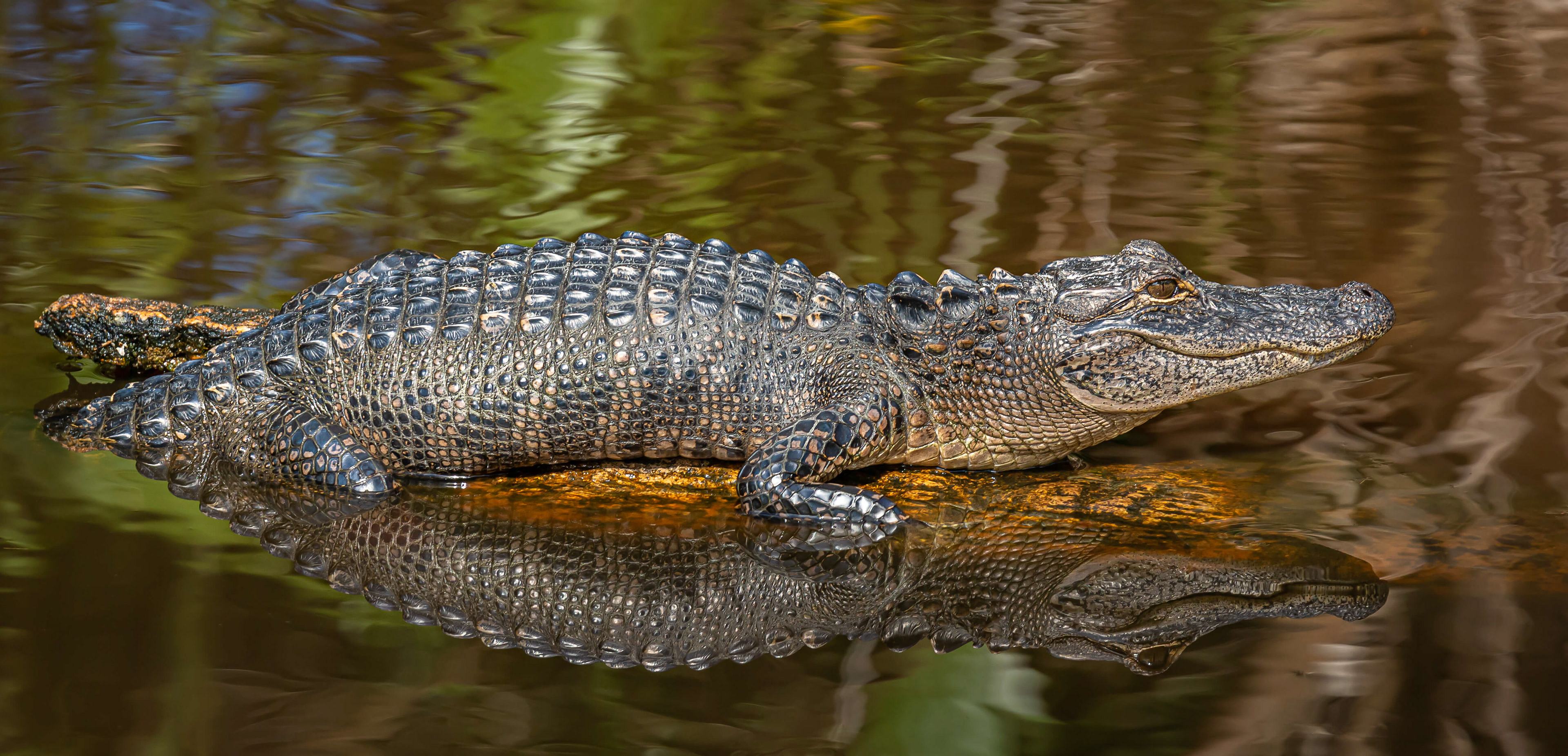 American Alligator