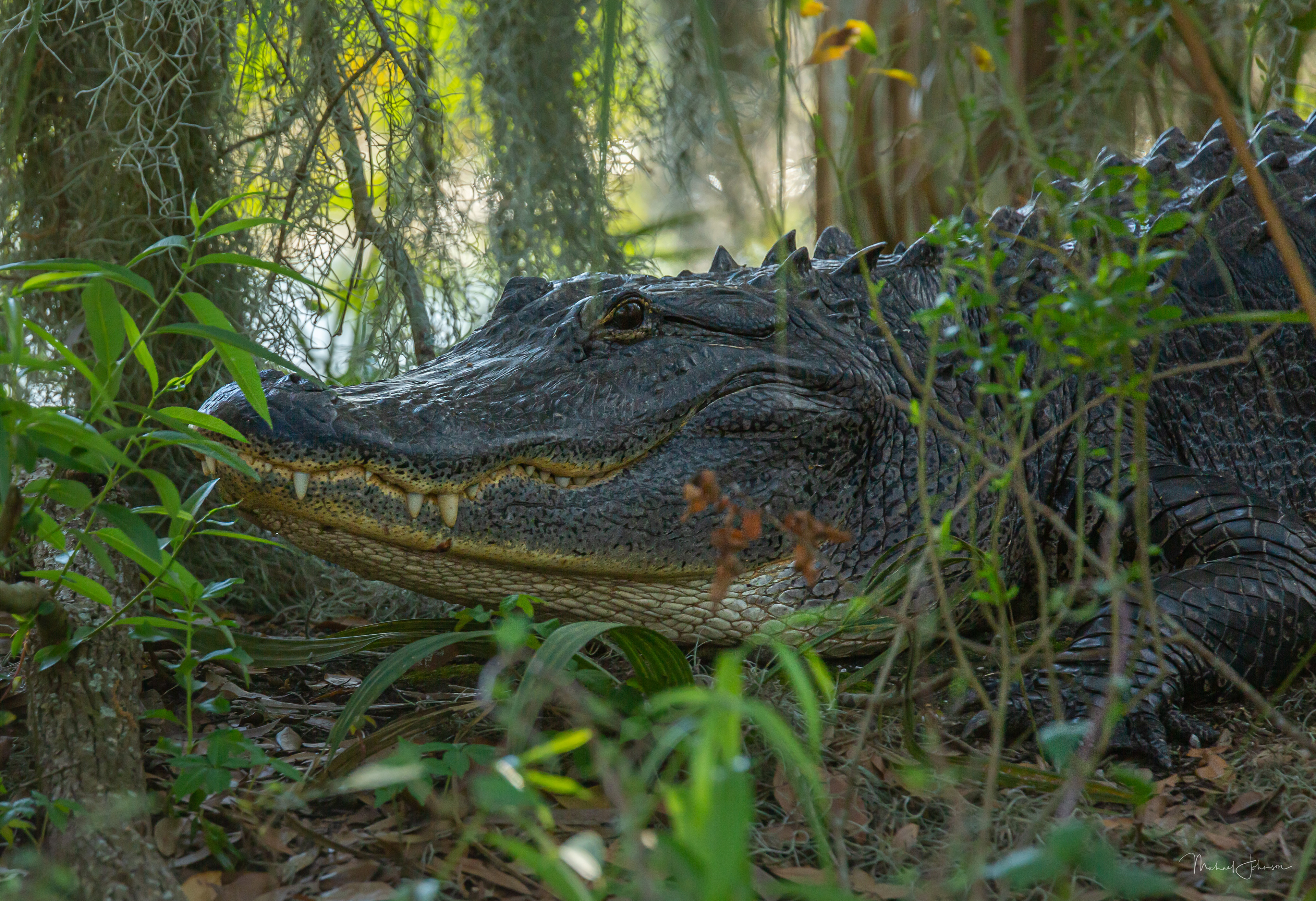 American Alligator