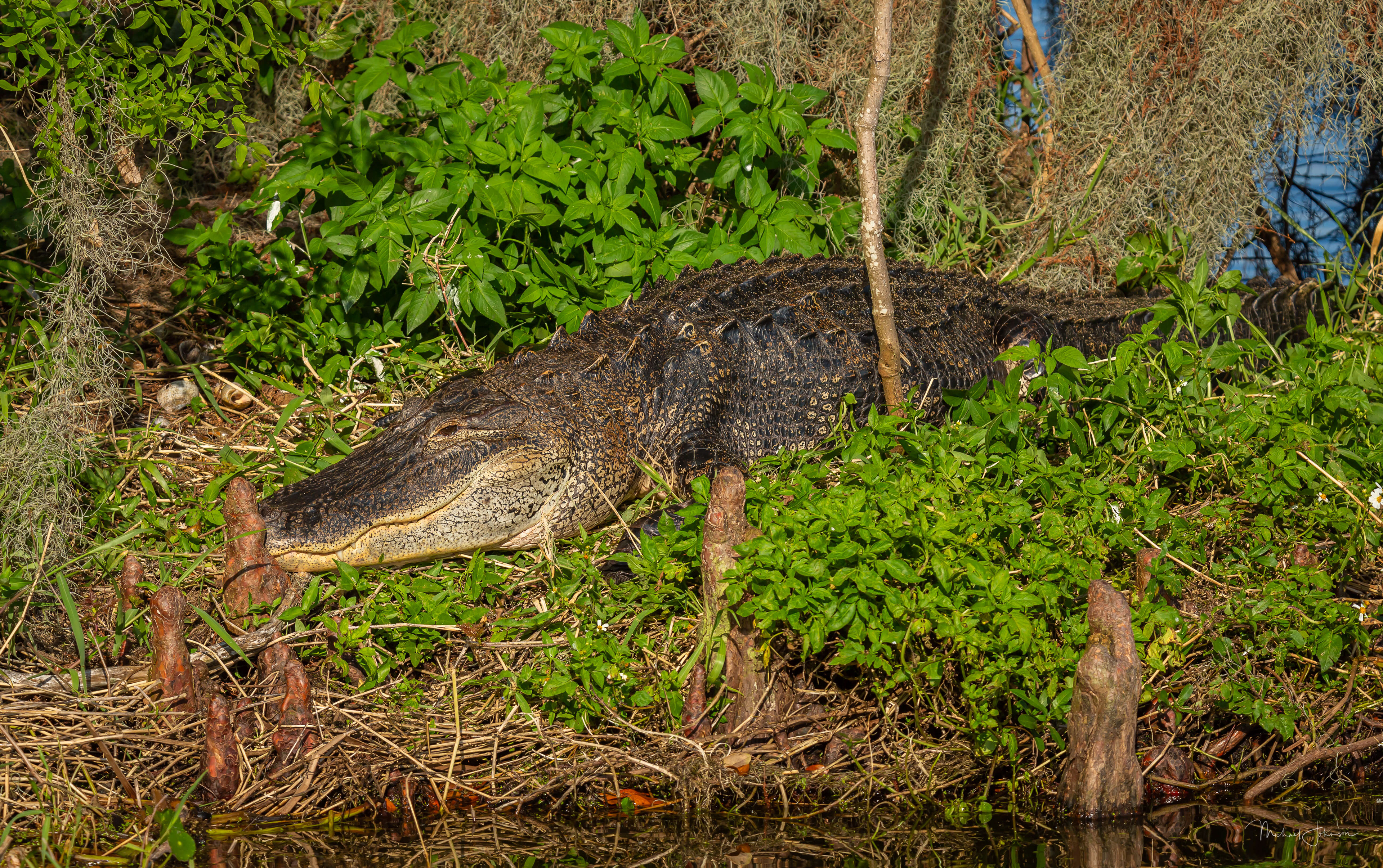American Alligator