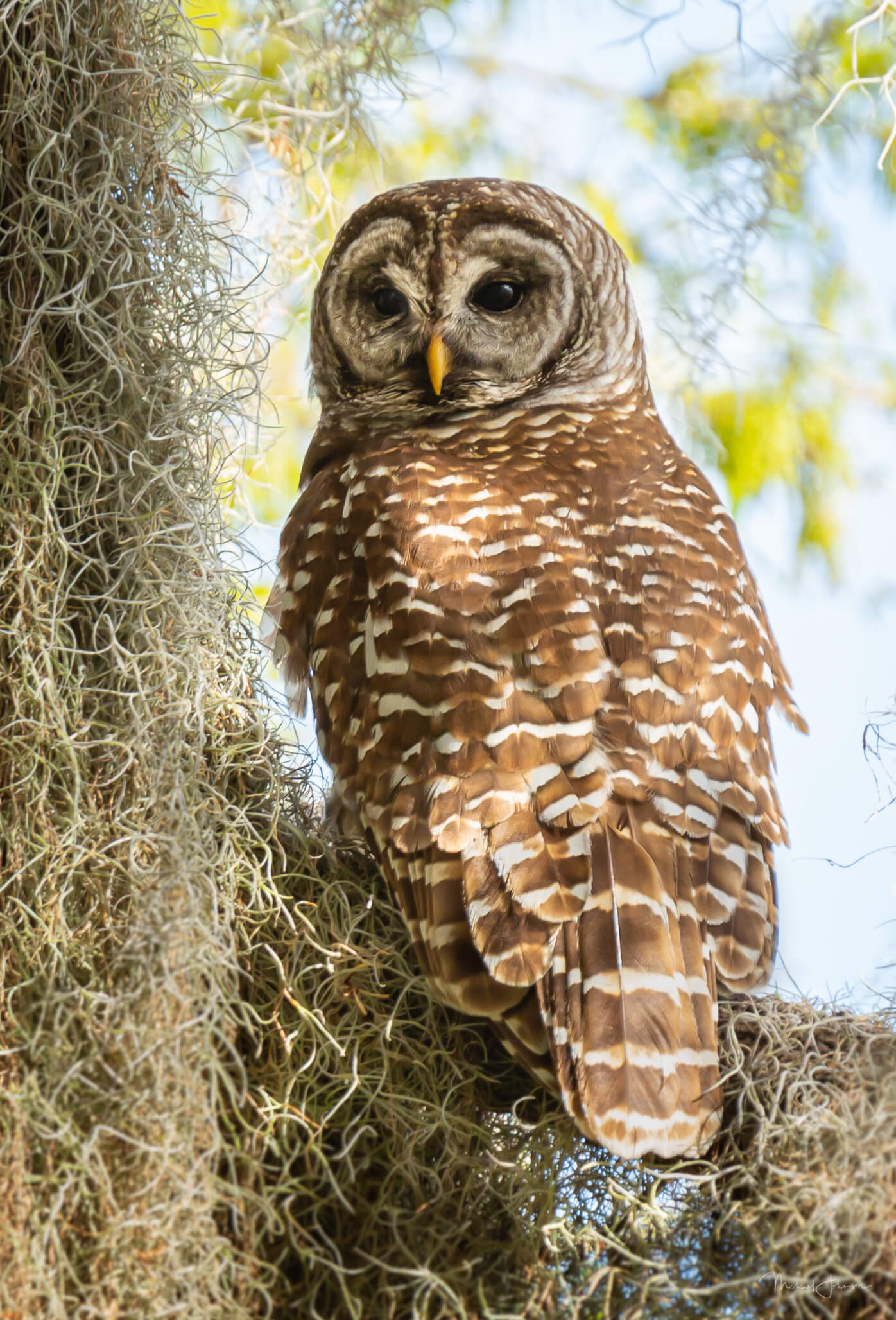 Barred Owl