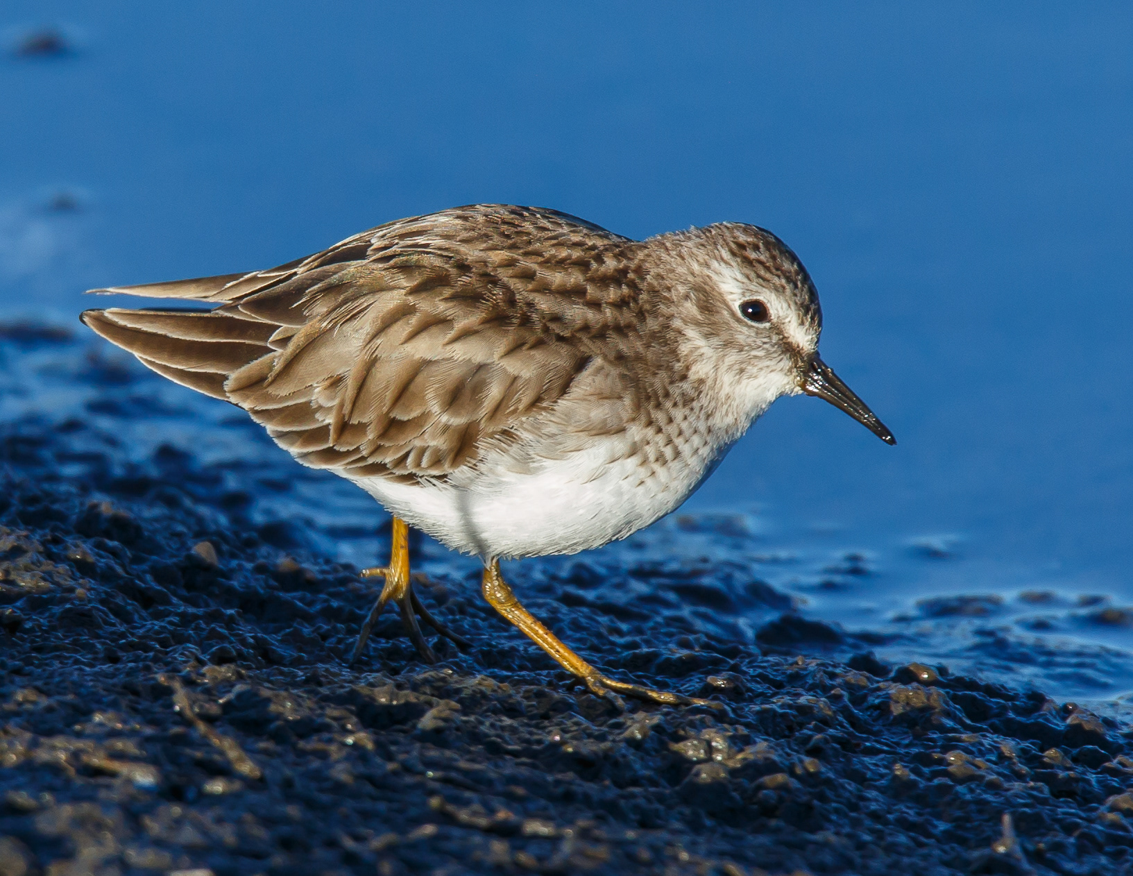 Least Sandpiper