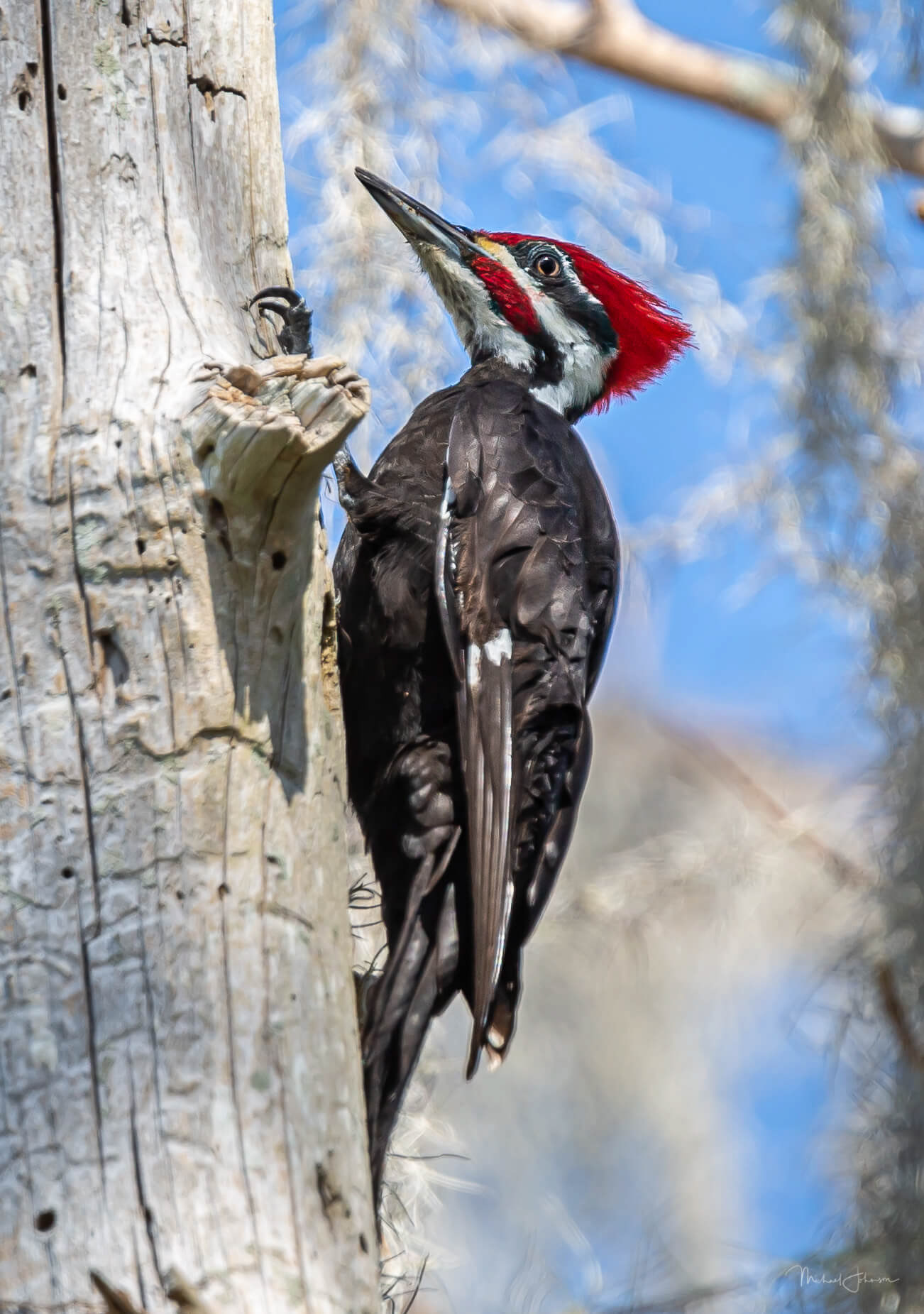 Pileated Woodpecker