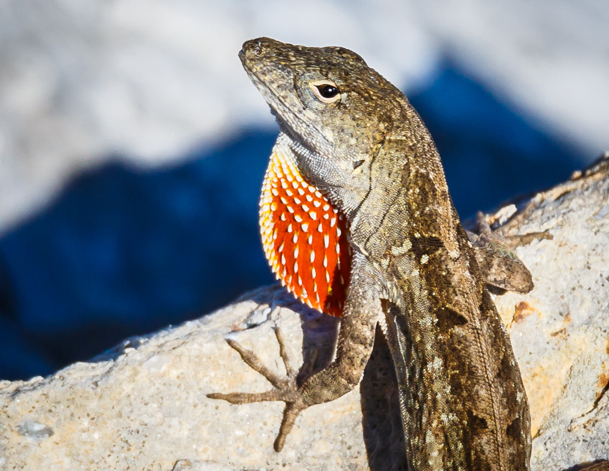 Brown Anole