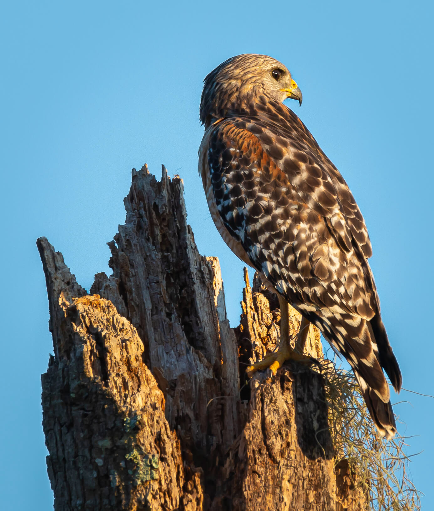 Red-shouldered Hawk