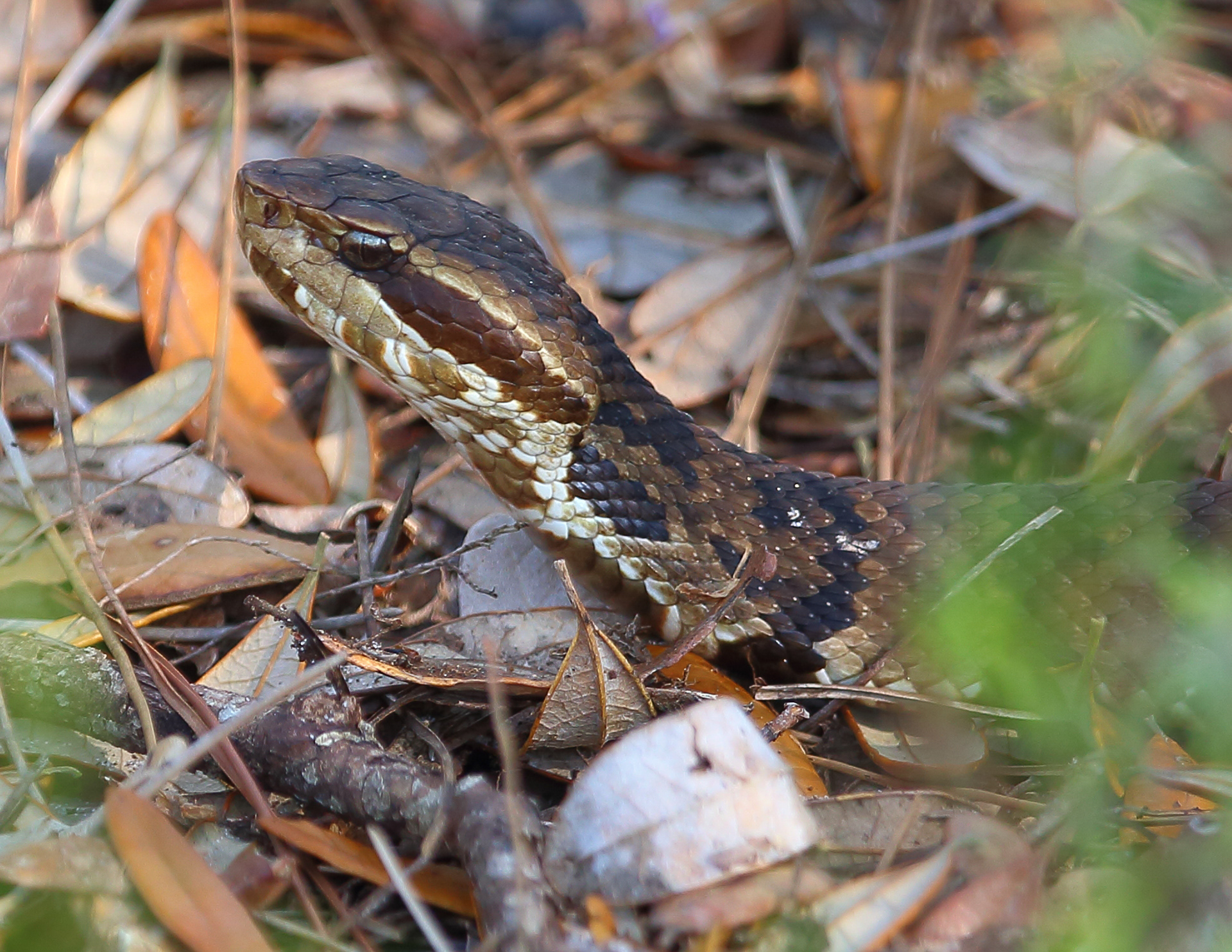 Cottonmouth