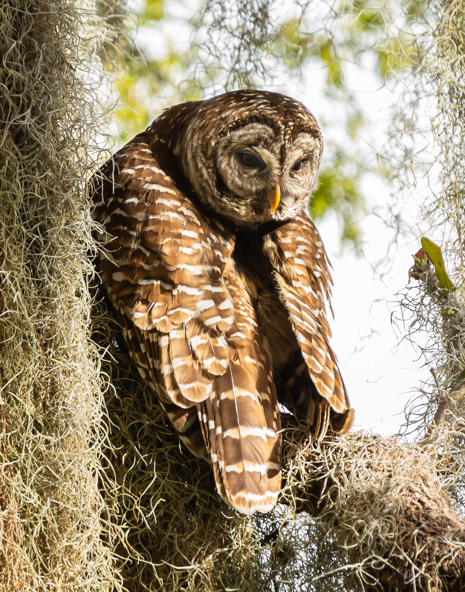 Barred Owl