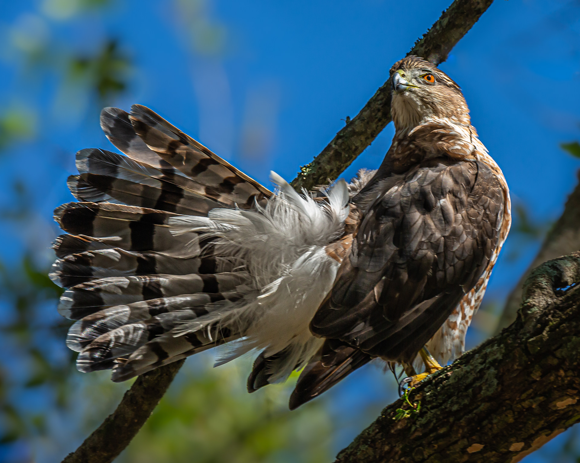 Cooper's Hawk