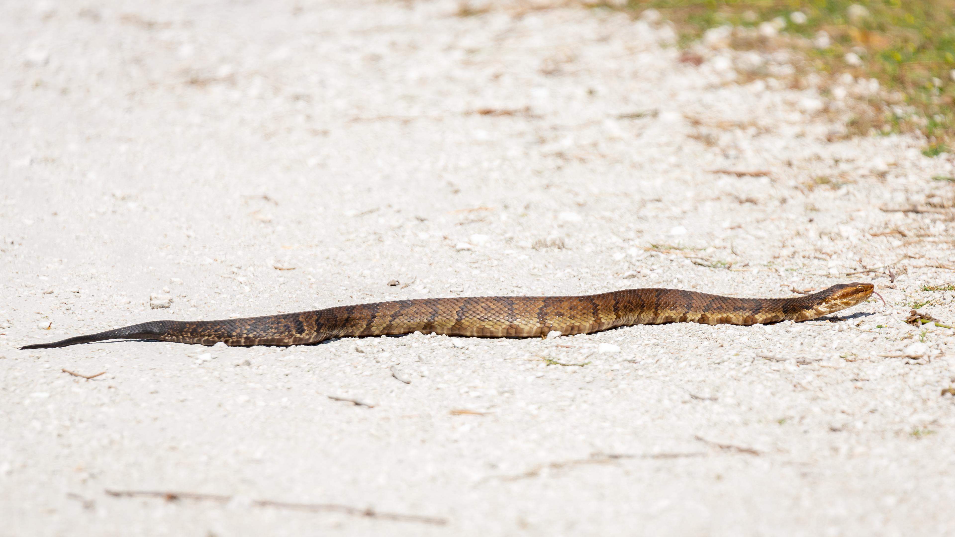 Cottonmouth