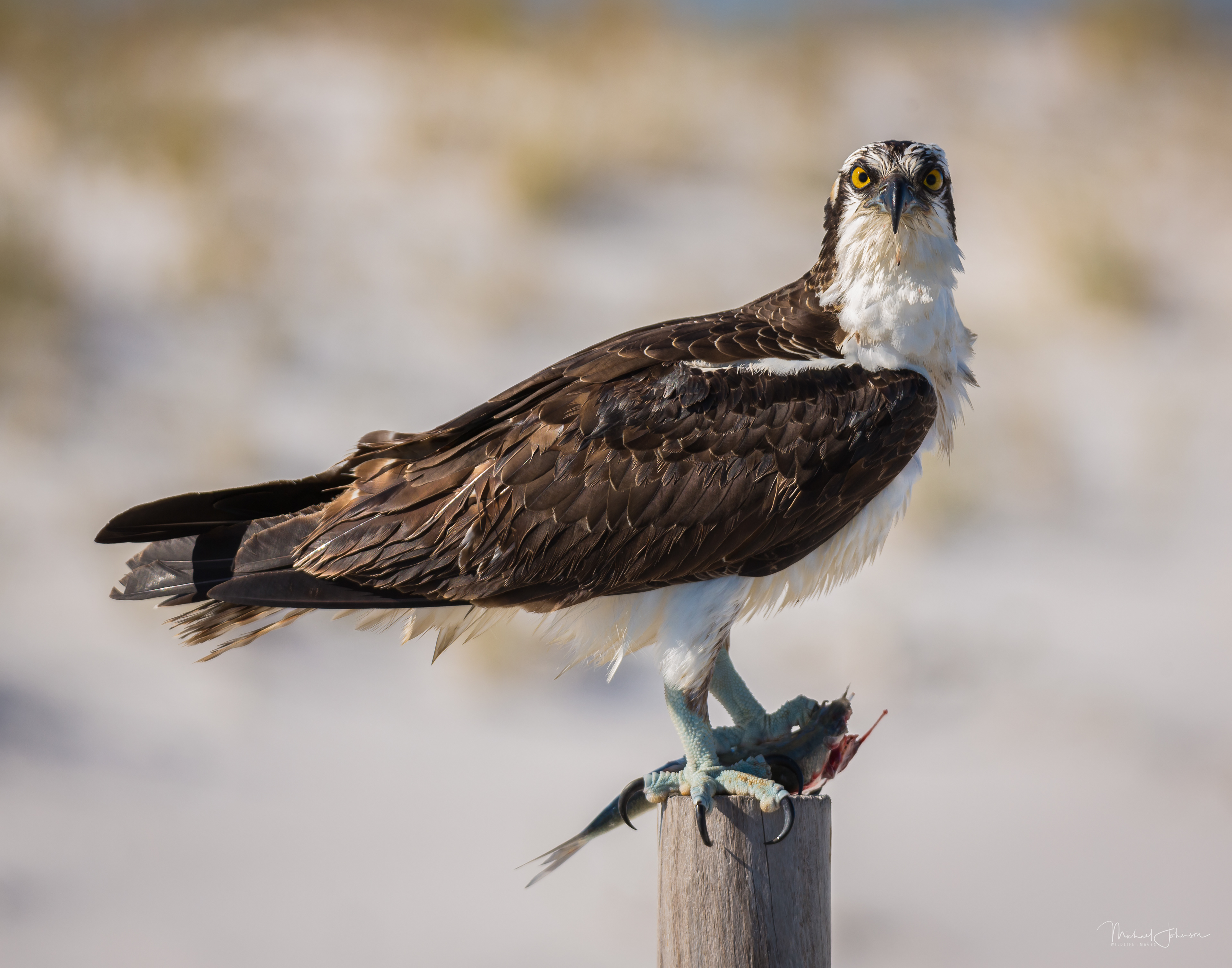 Osprey