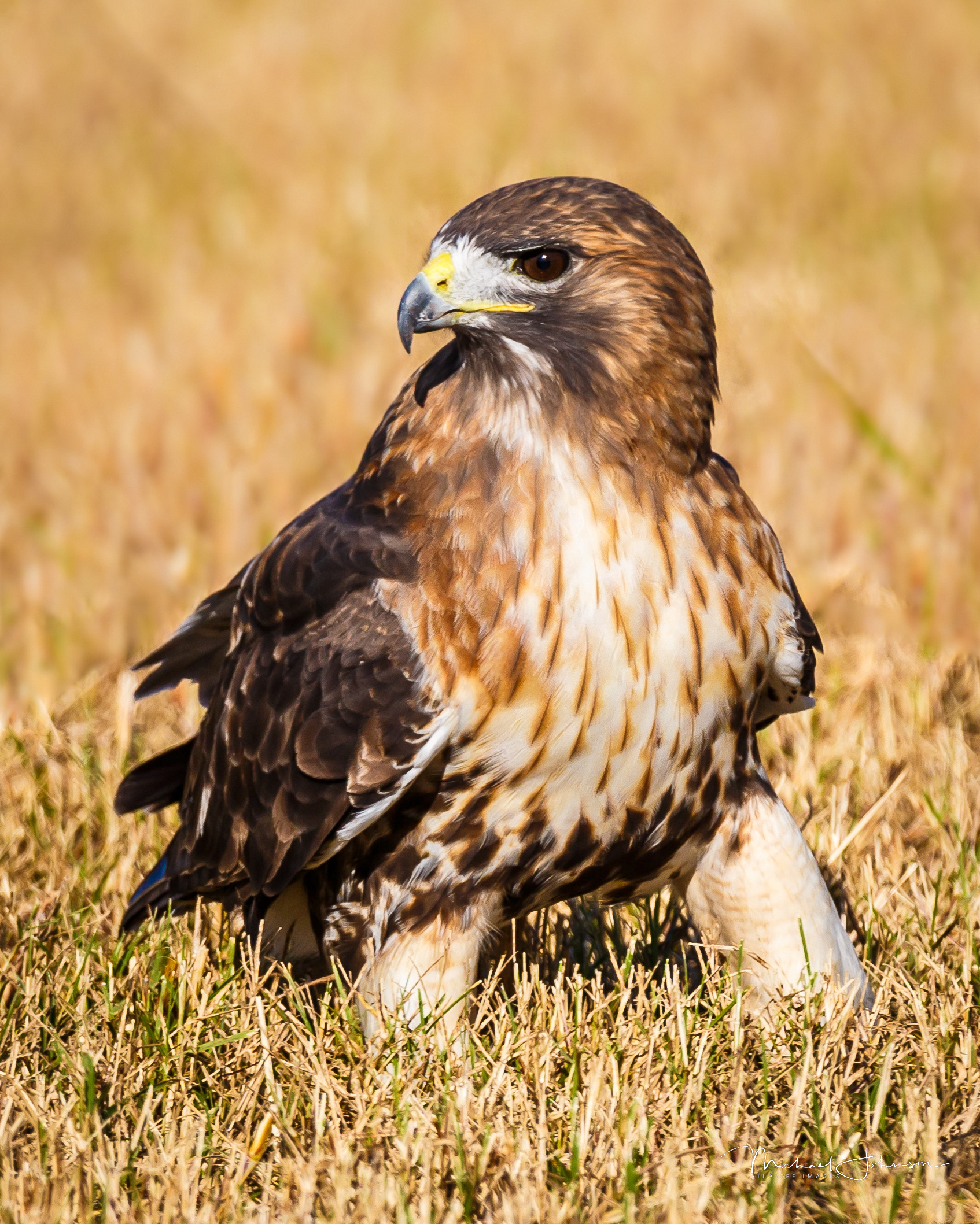 Red-tailed Hawk