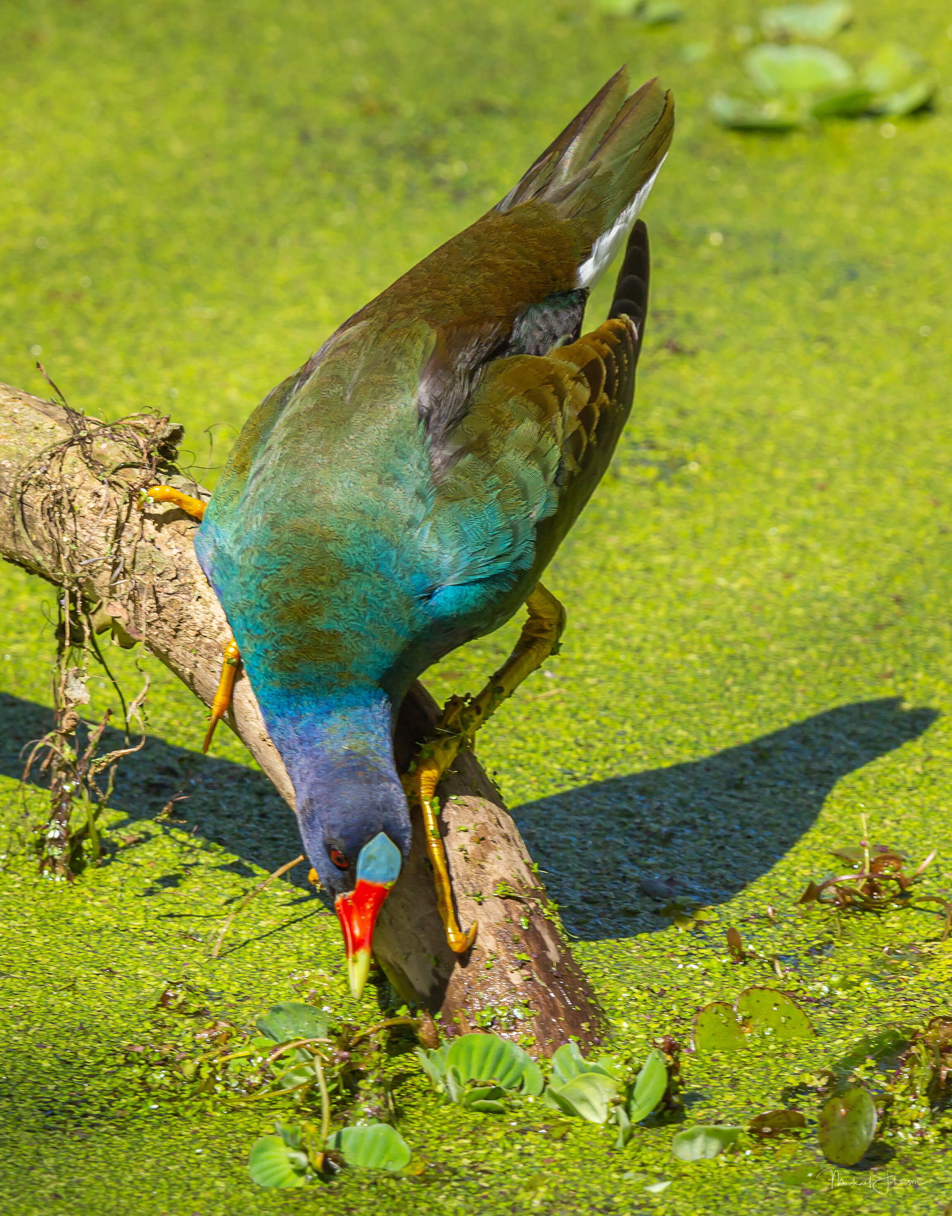 Purple Gallinule
