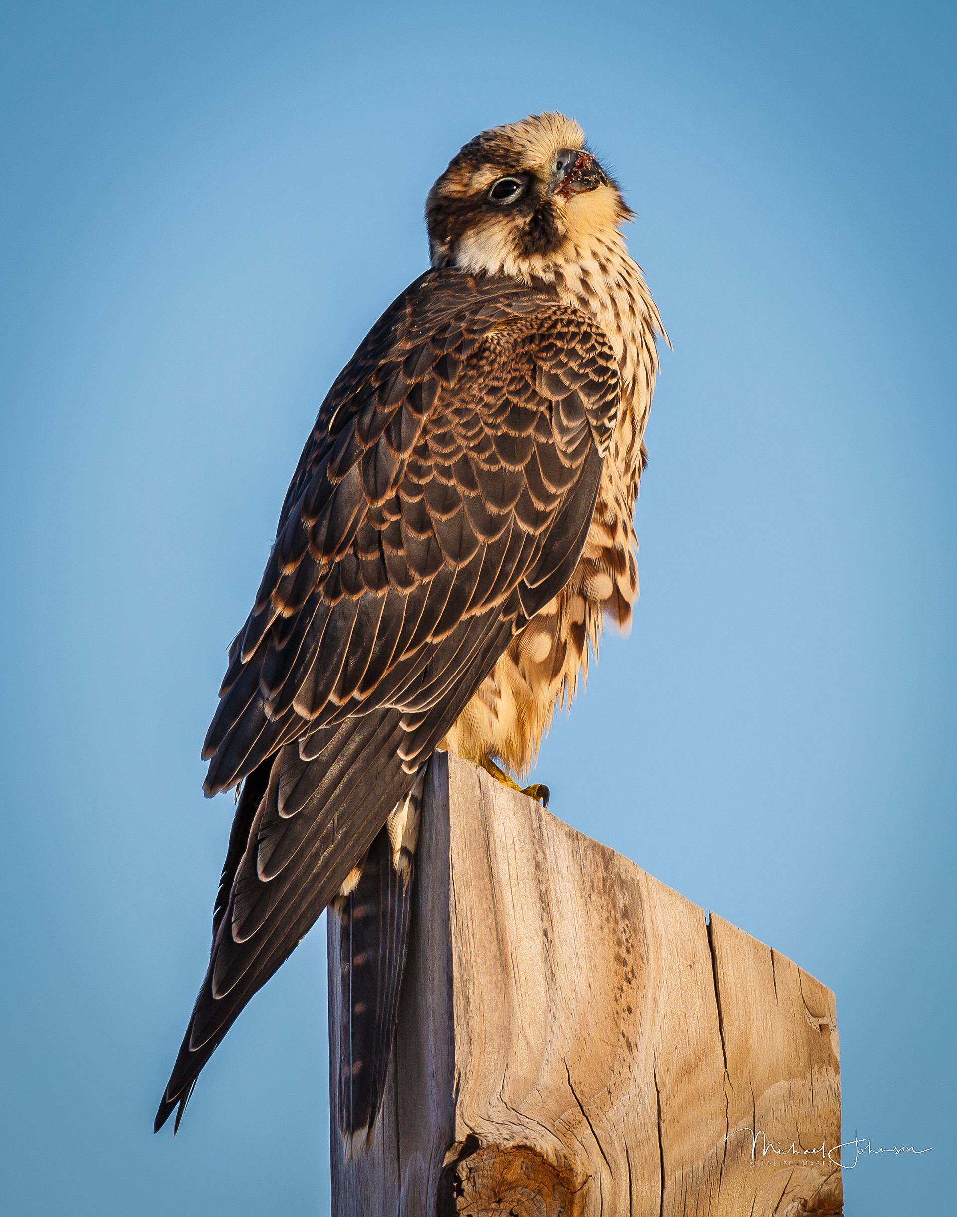 Peregrine Falcon