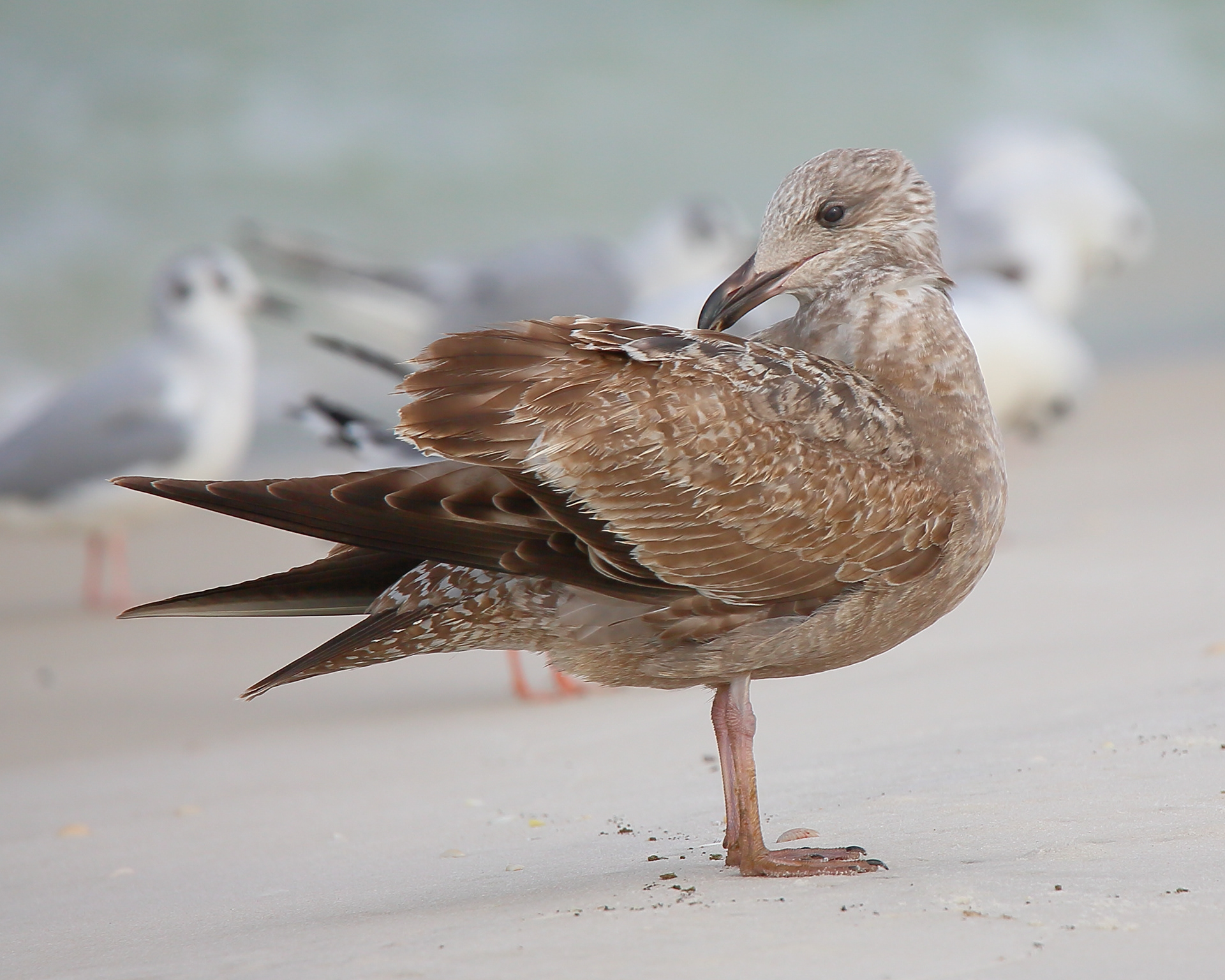 Herring Gull