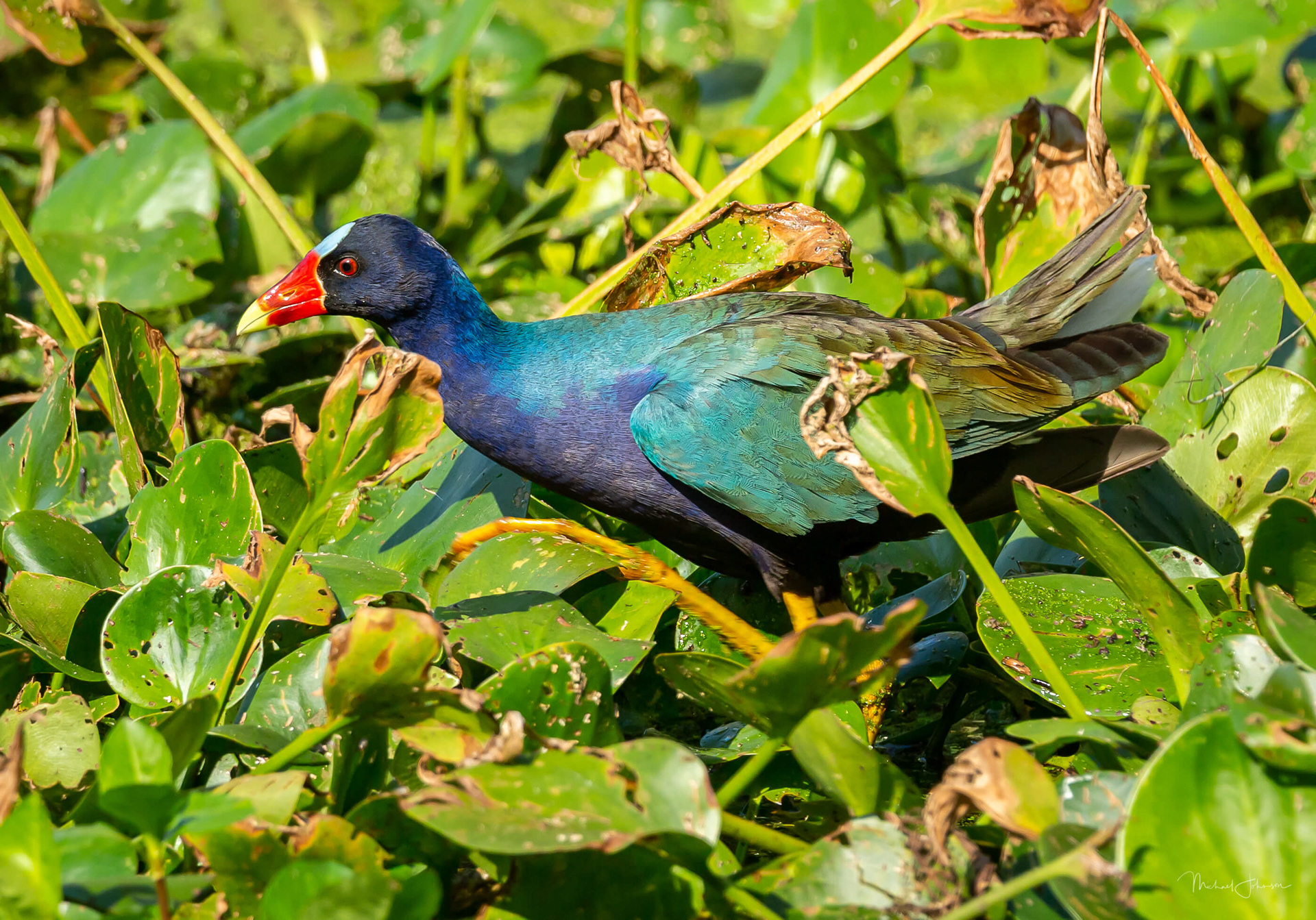 Purple Gallinule