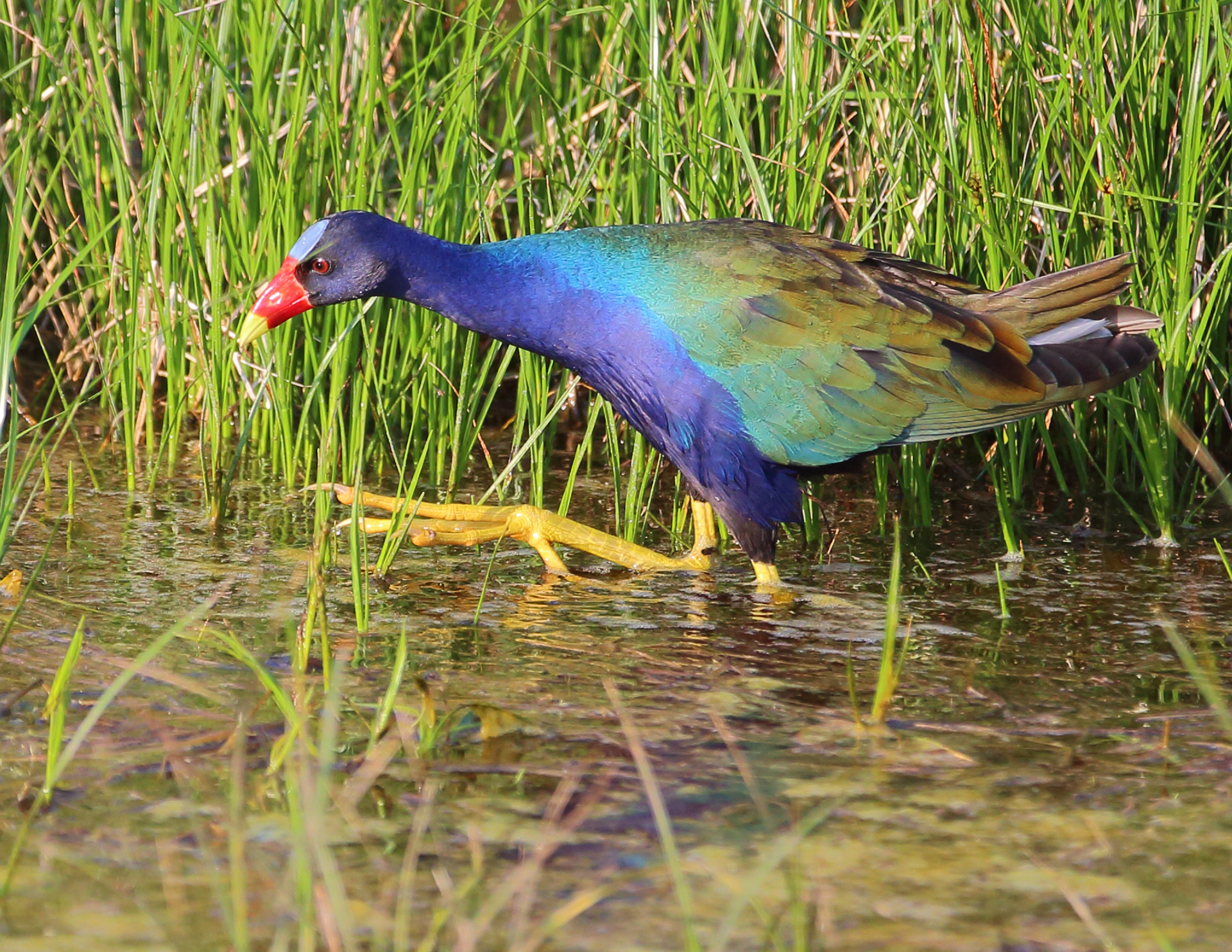 Purple Gallinule