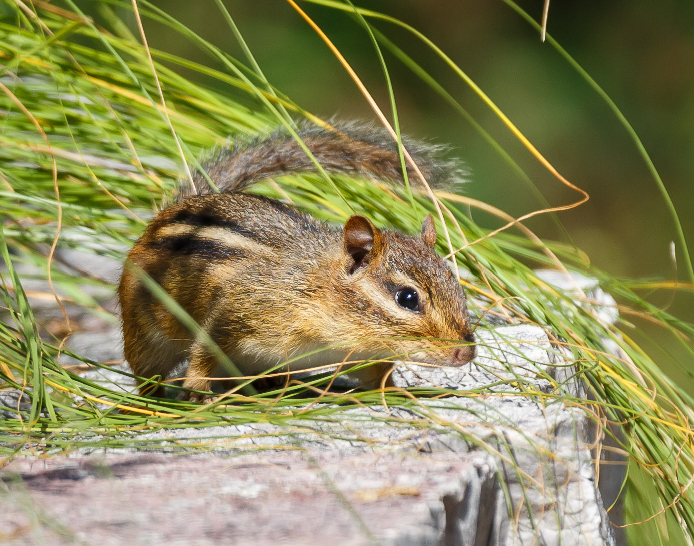 Chipmunk