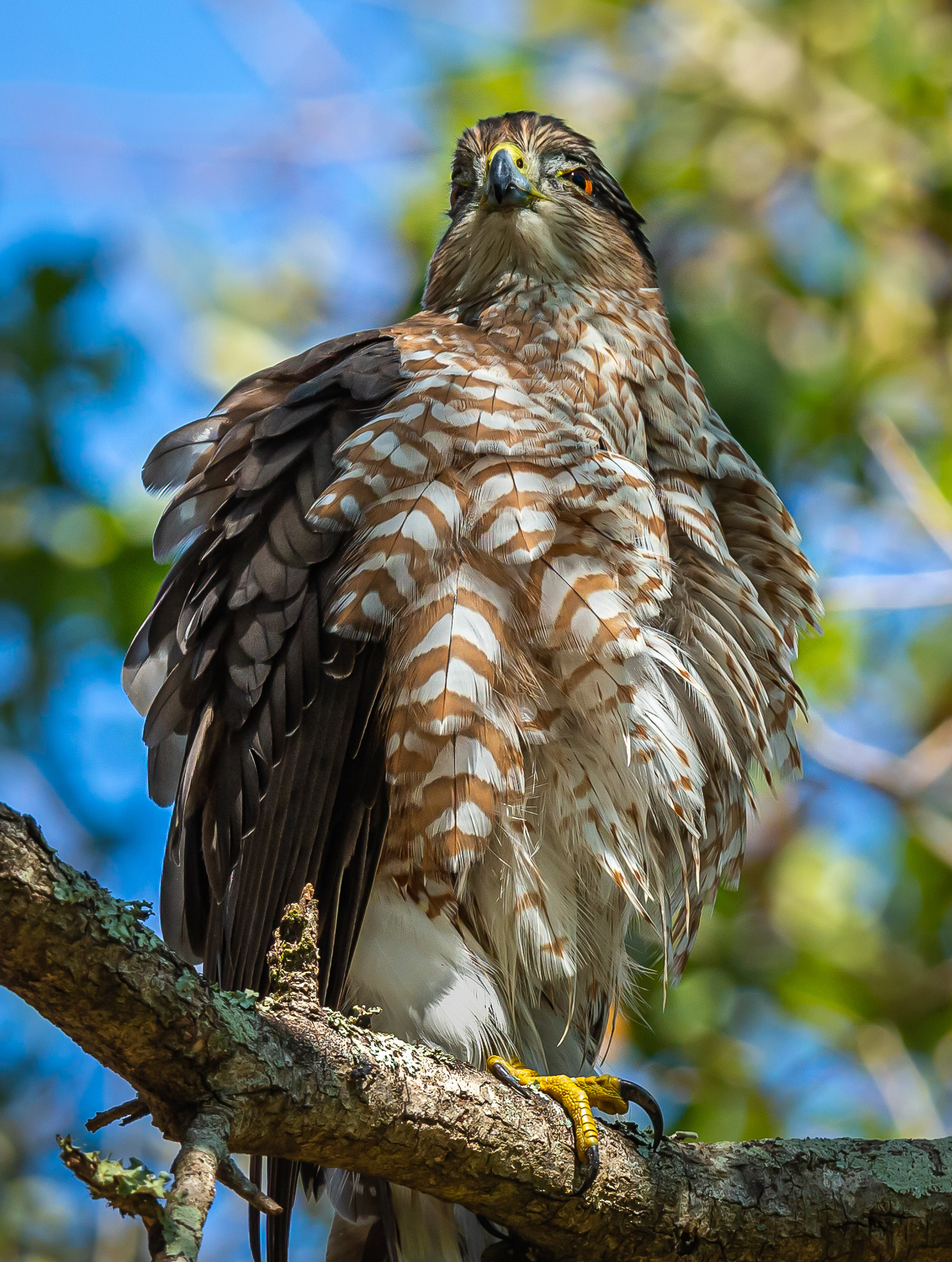 Cooper's Hawk