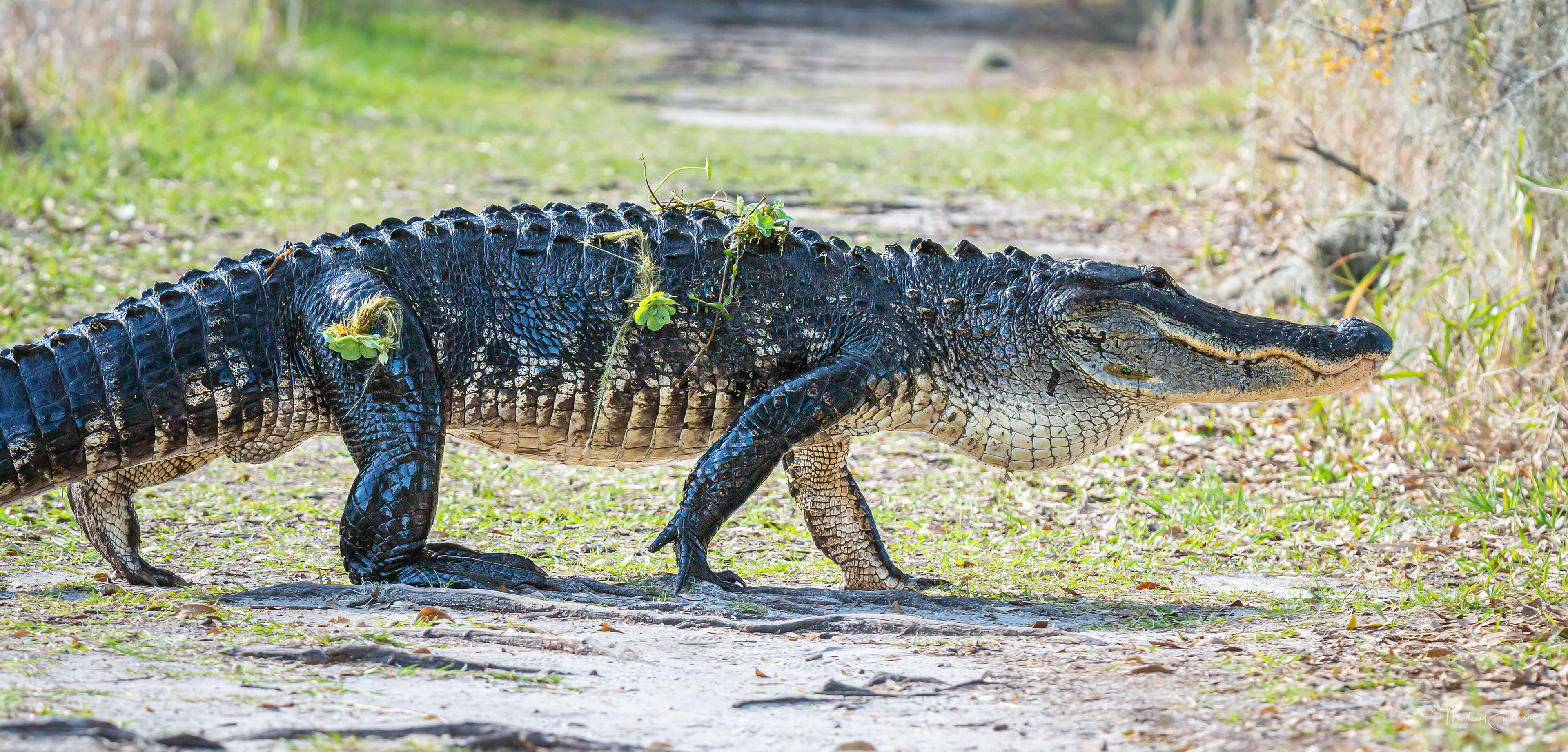 American Alligator