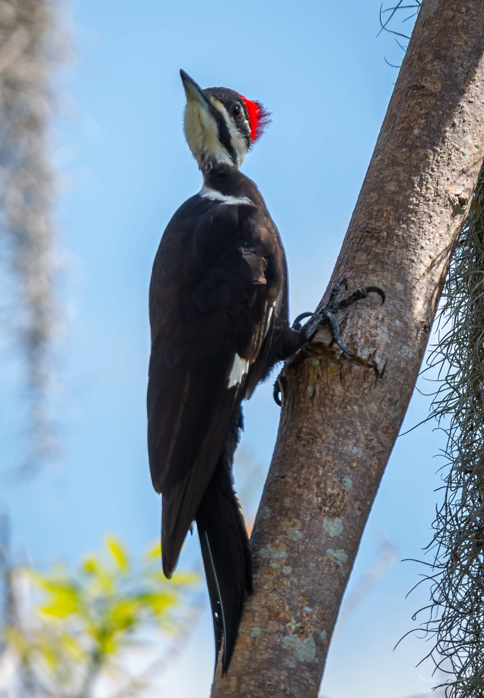 Pileated Woodpecker