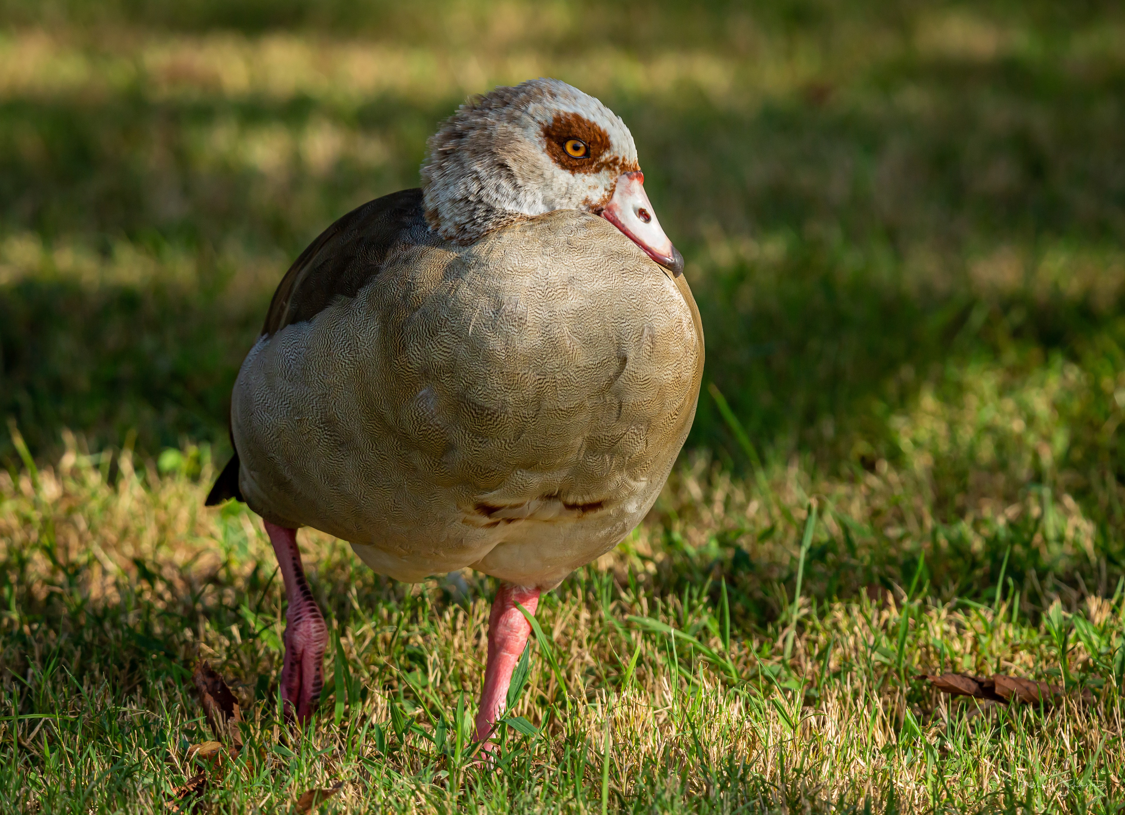 Egyptian Goose