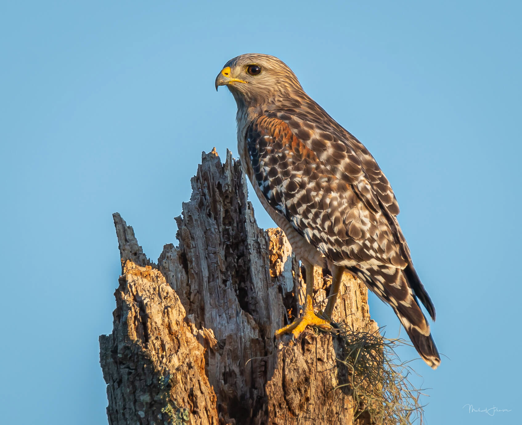 Red-shouldered Hawk