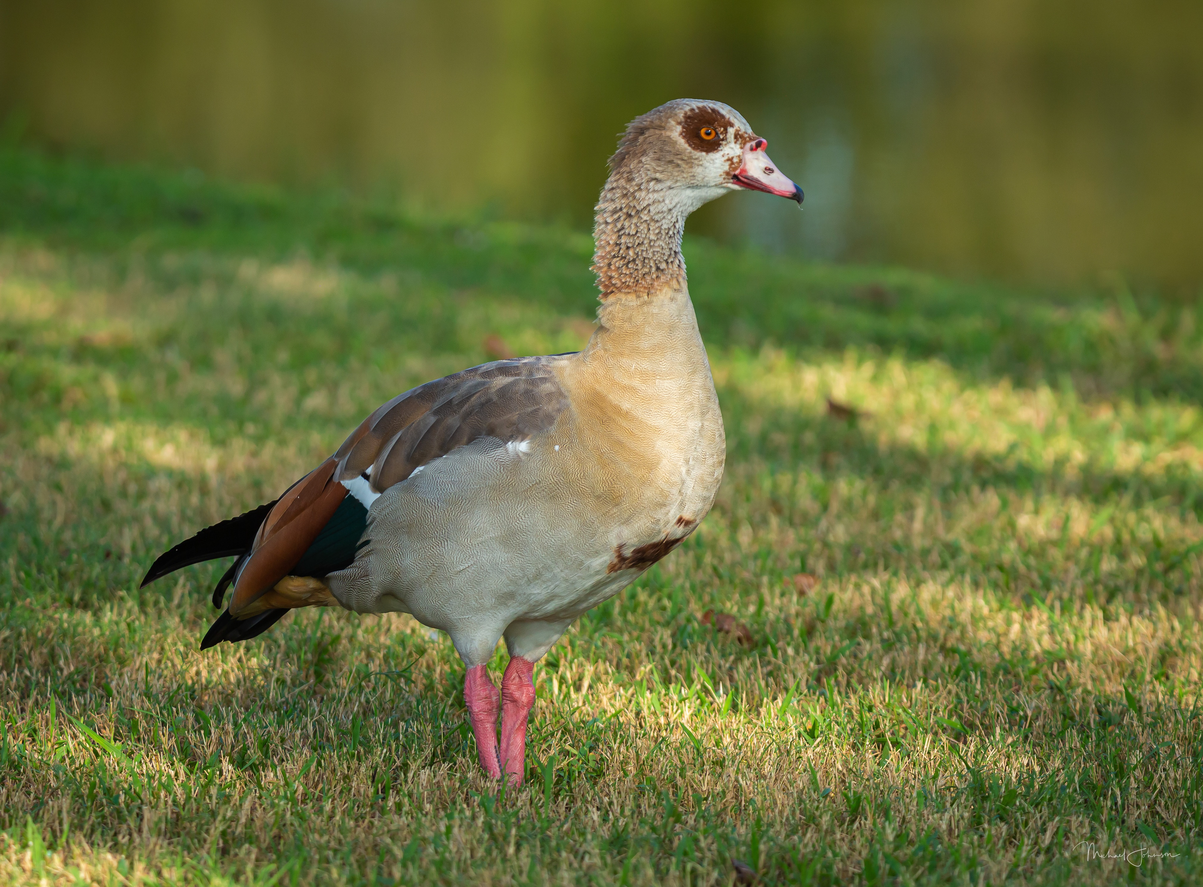 Egyptian Goose