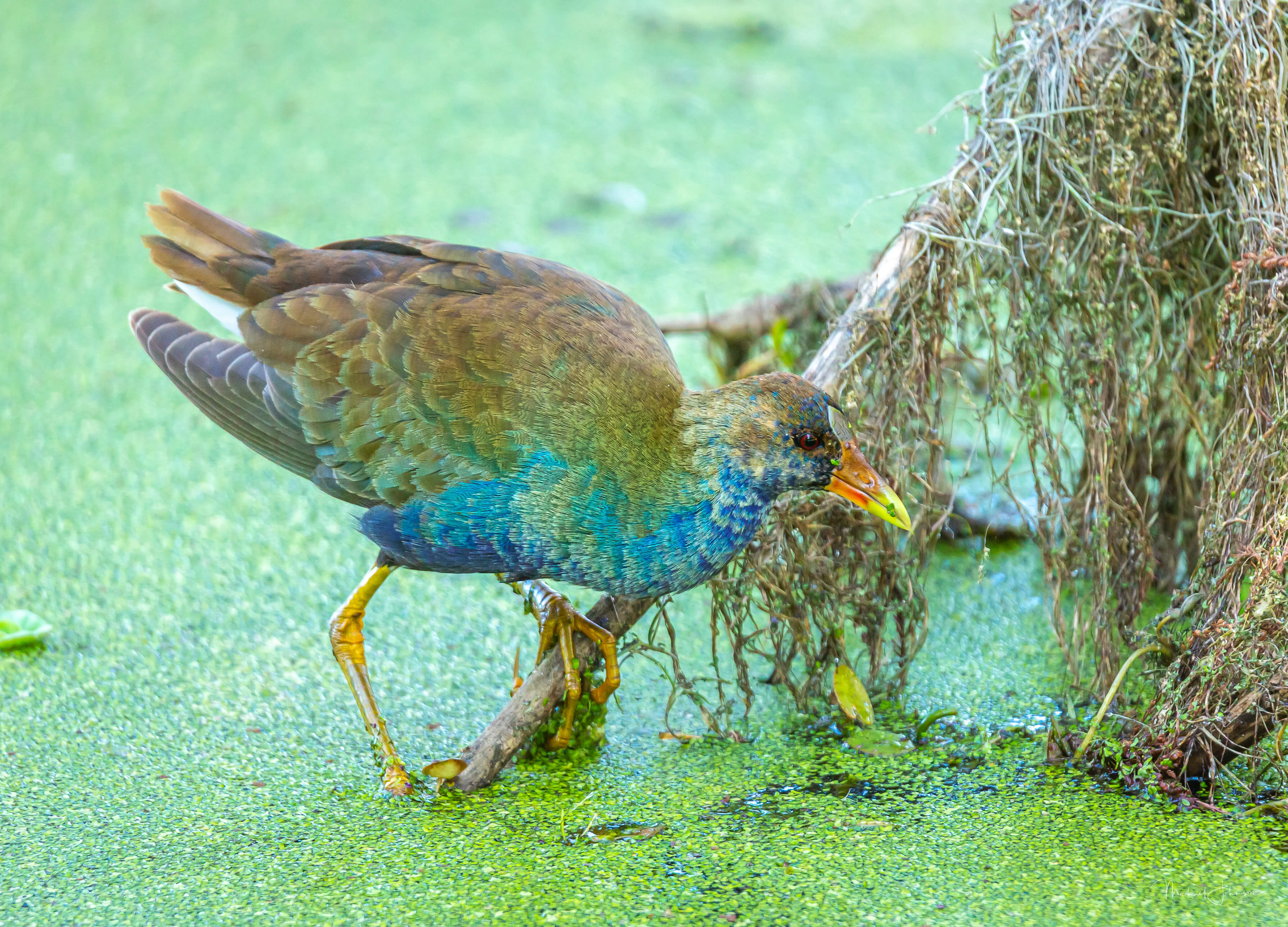 Purple Gallinule