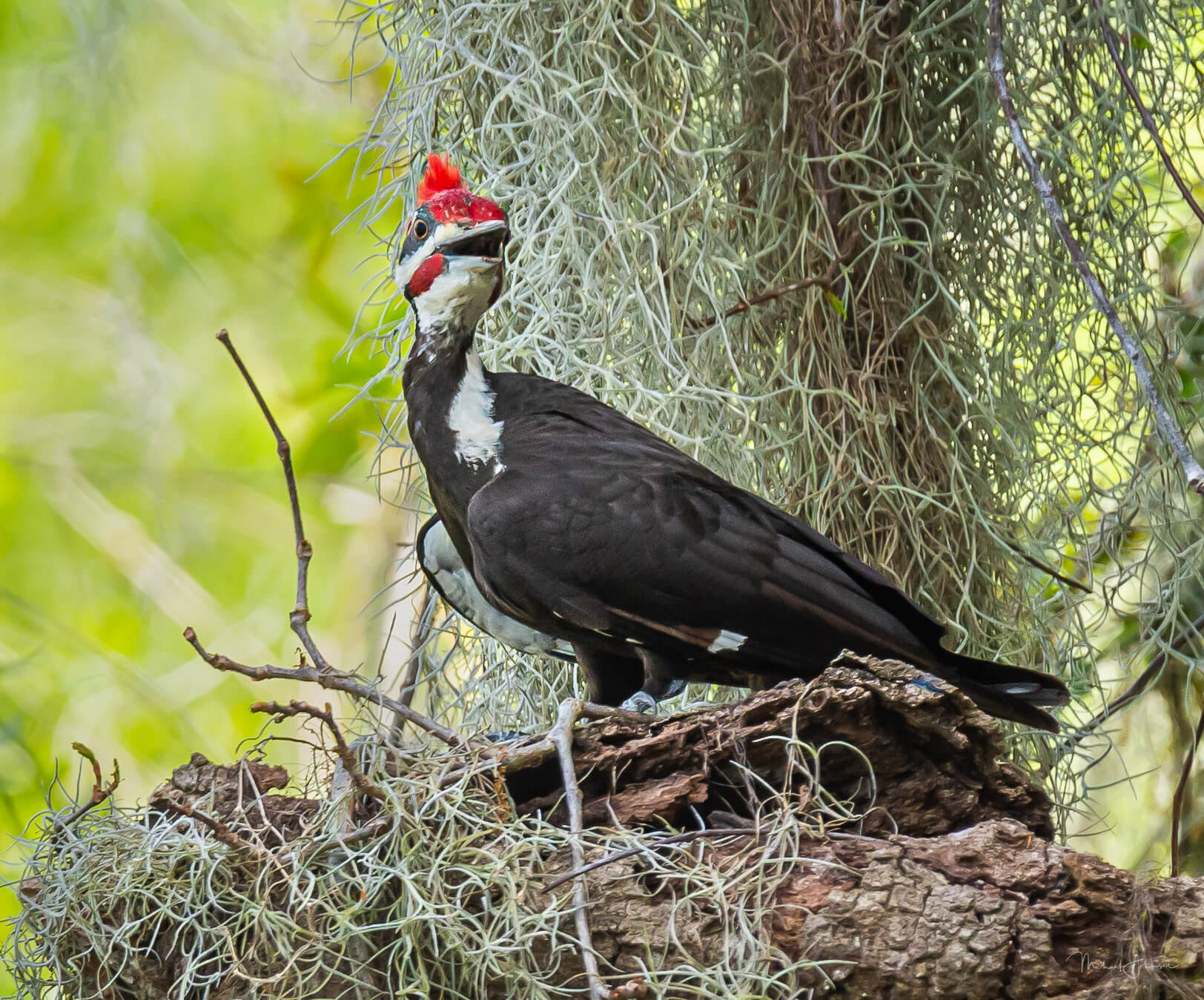 Pileated Woodpecker