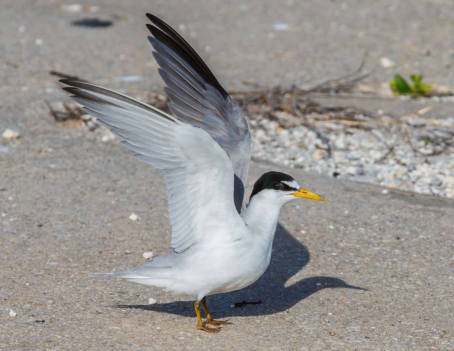 Least Tern