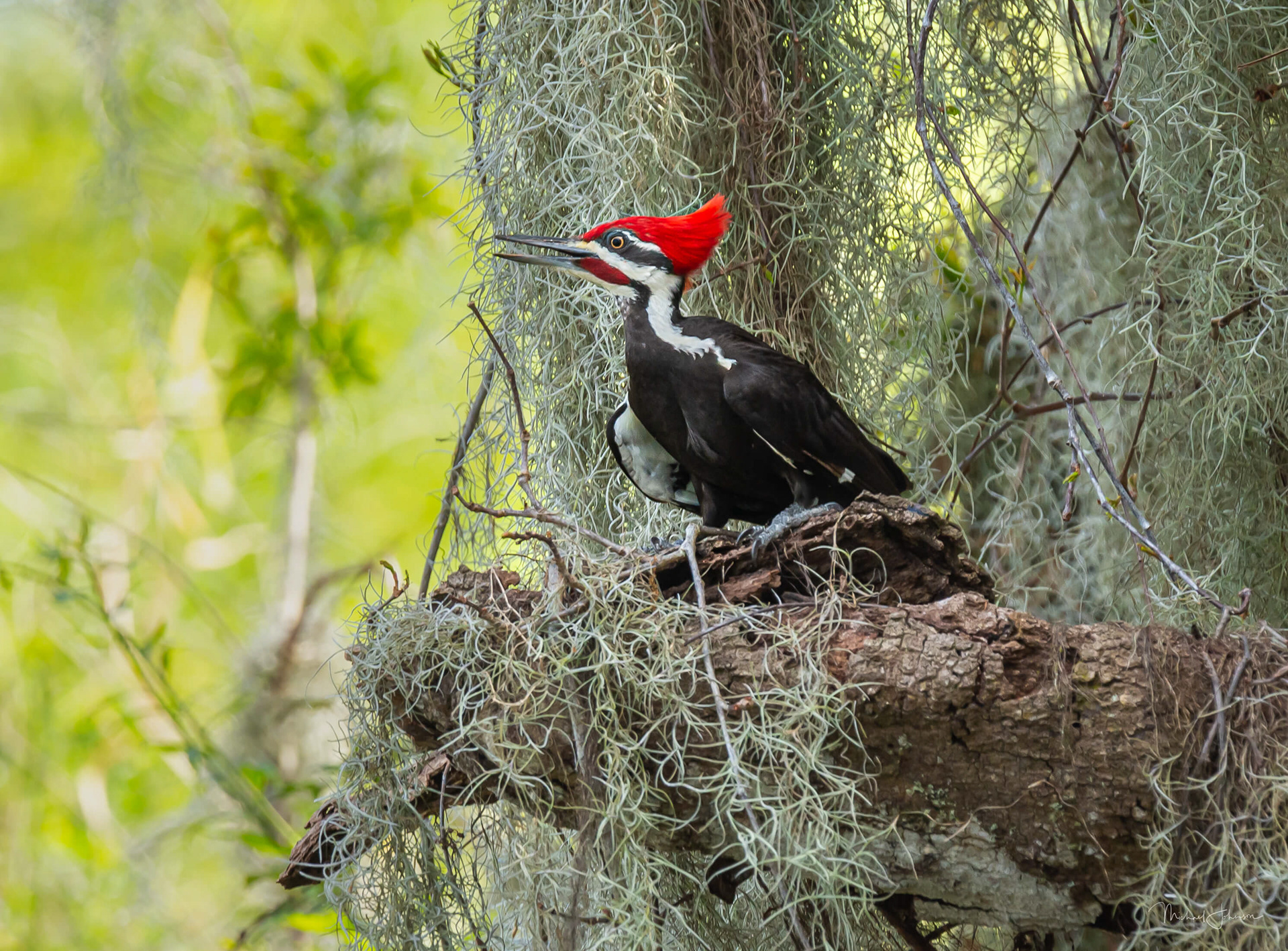 Pileated Woodpecker