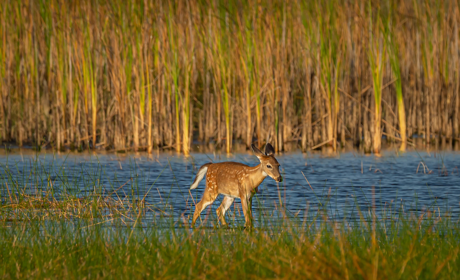 White-tailed Deer