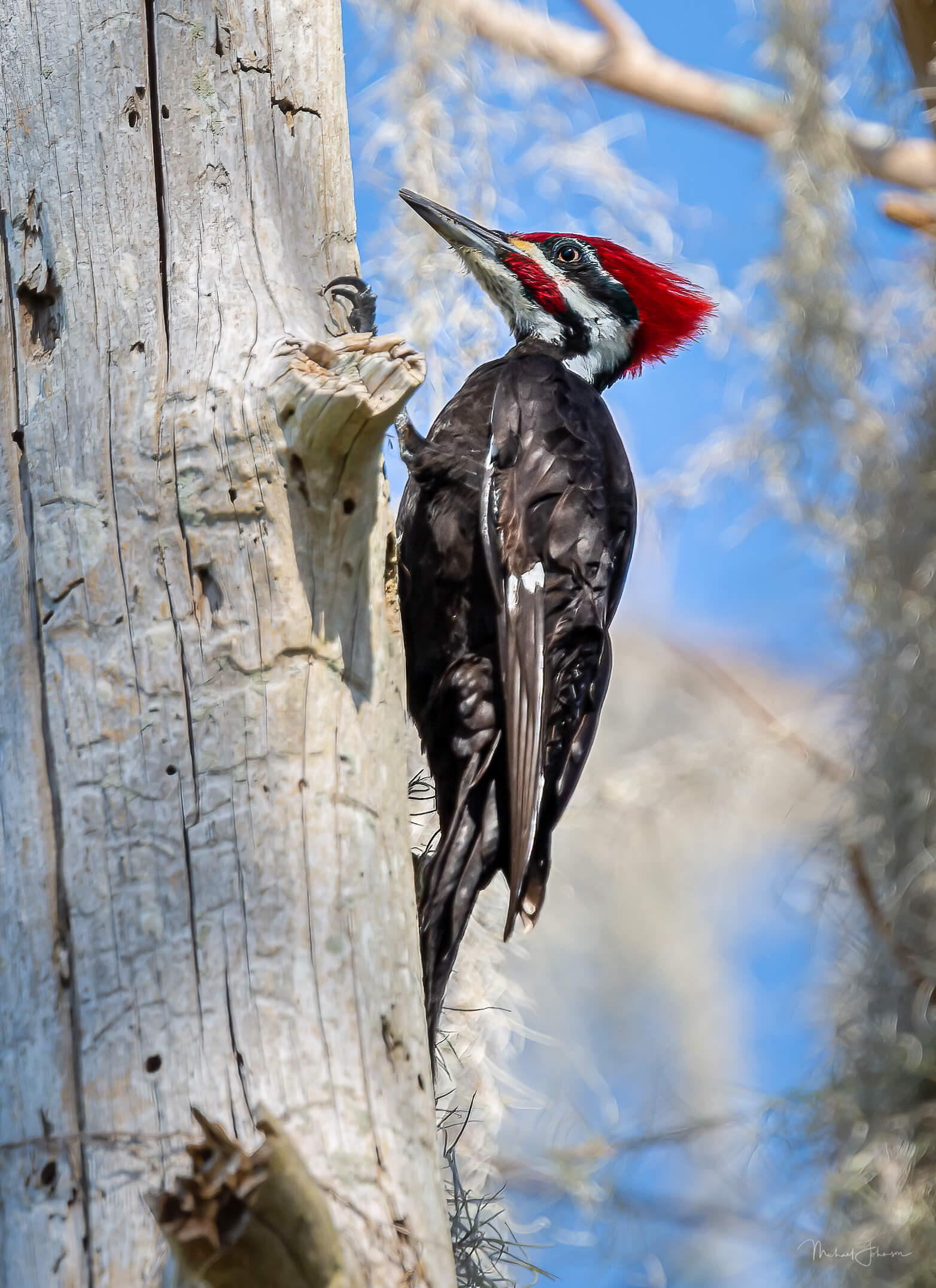 Pileated Woodpecker