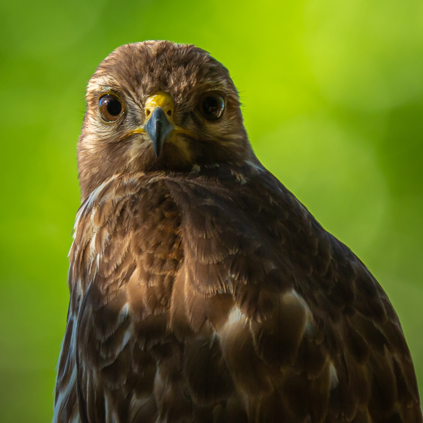 Red-shouldered Hawk