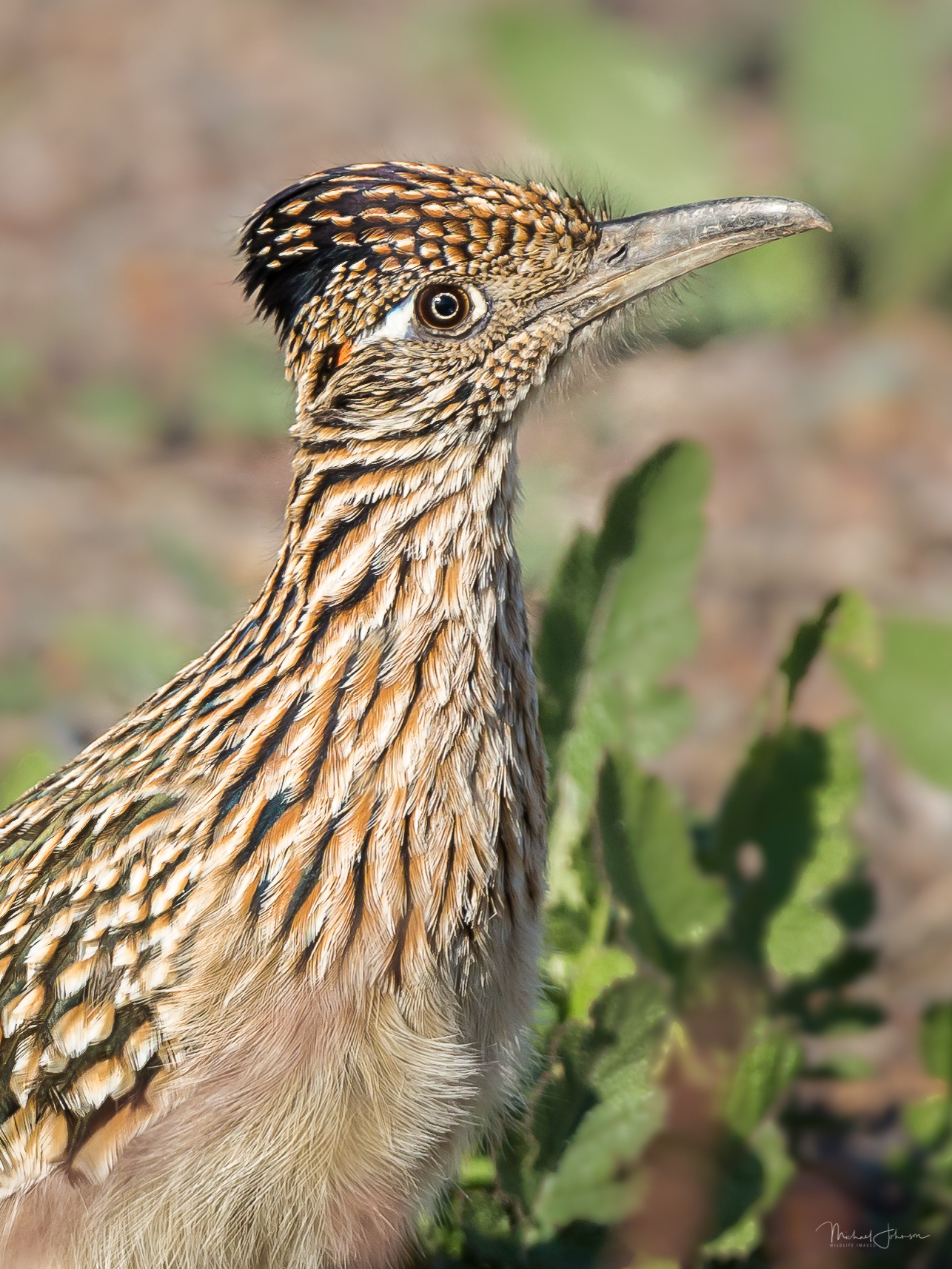 Greater Roadrunner