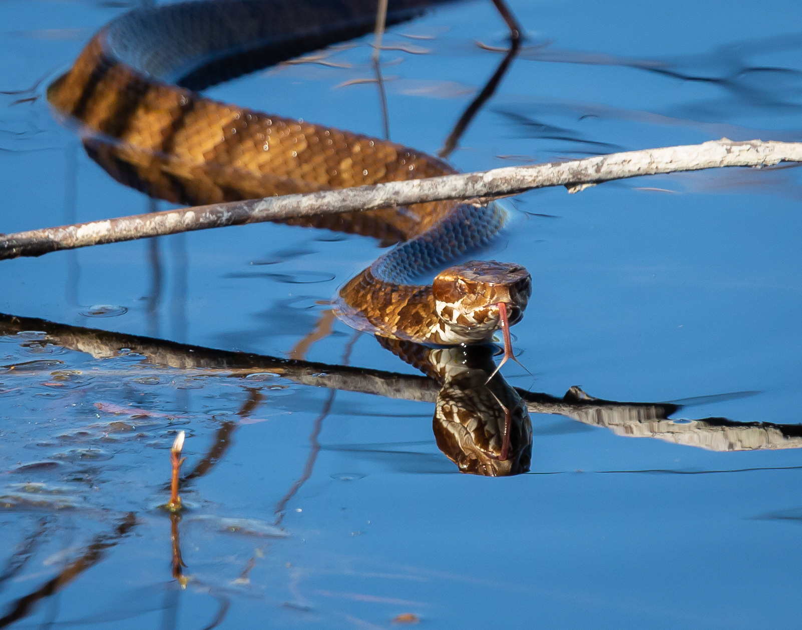 Cottonmouth
