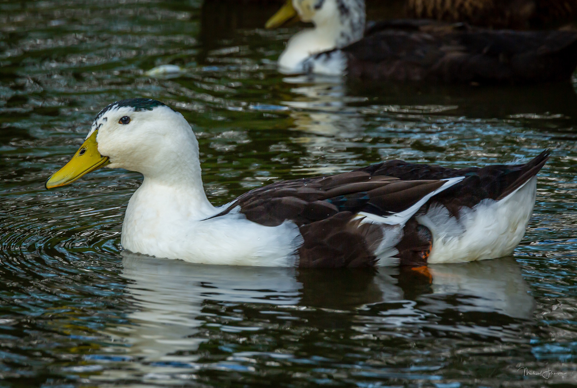 Mixed Duck