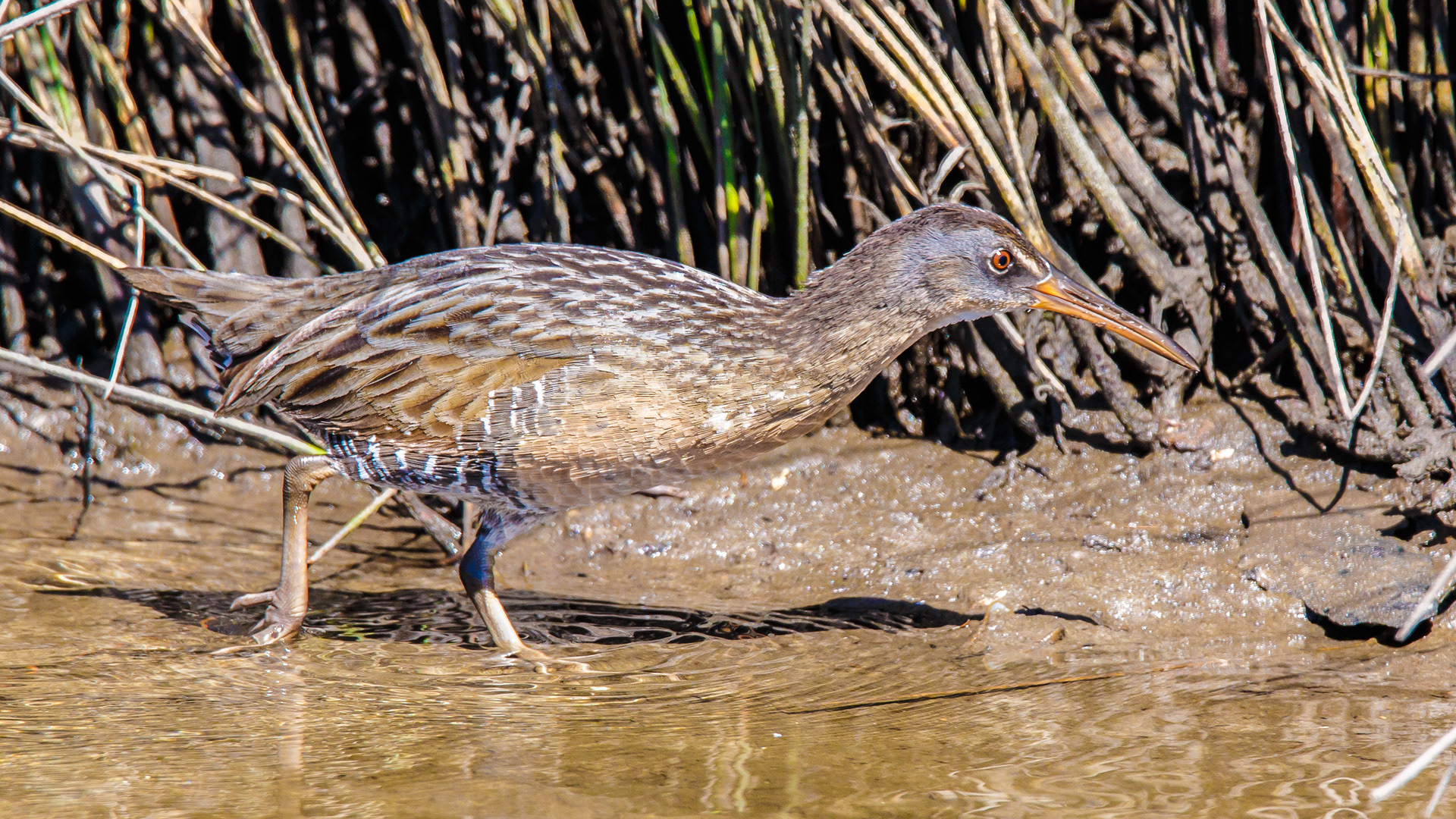 Clapper Rail