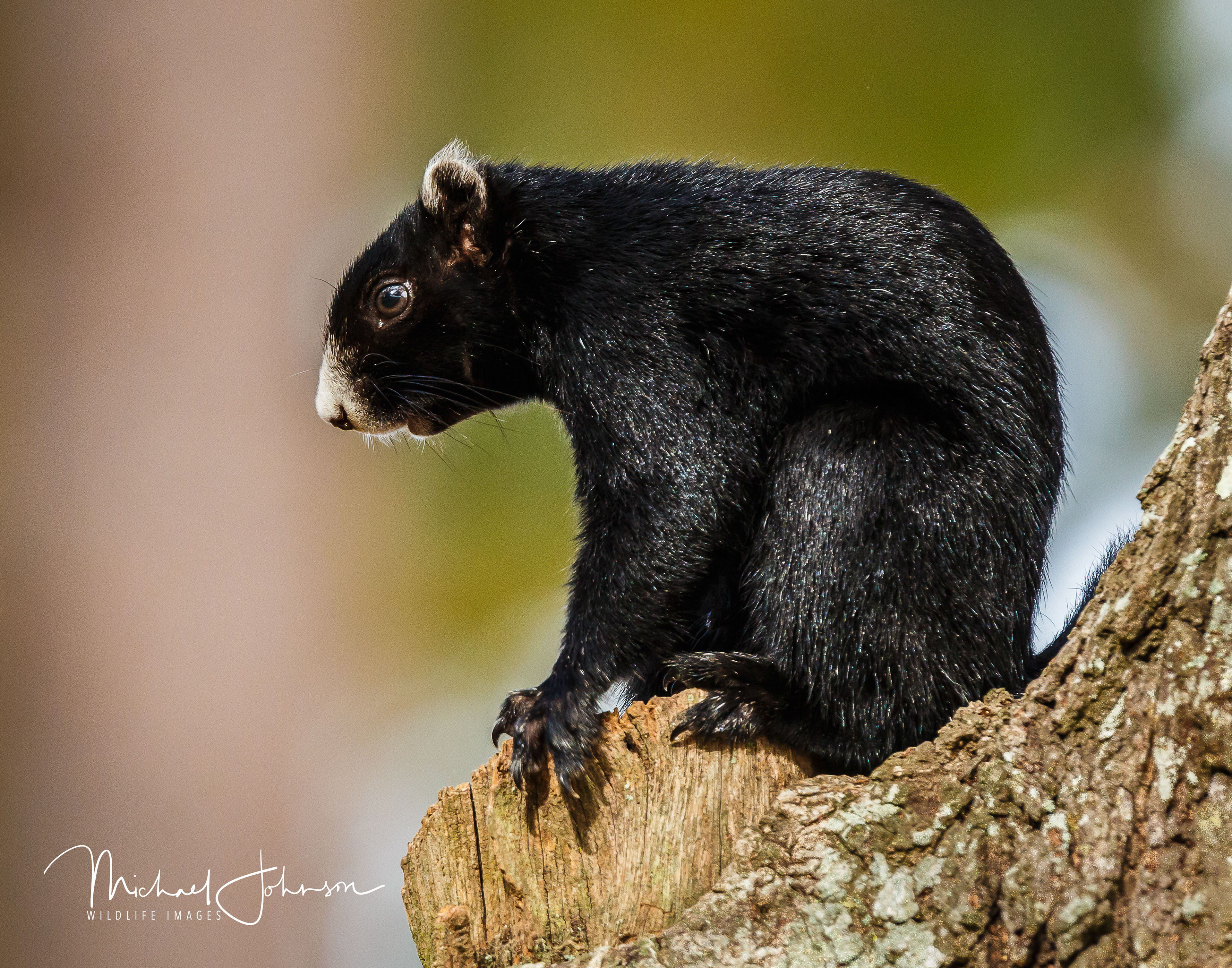 Black Fox Squirrel