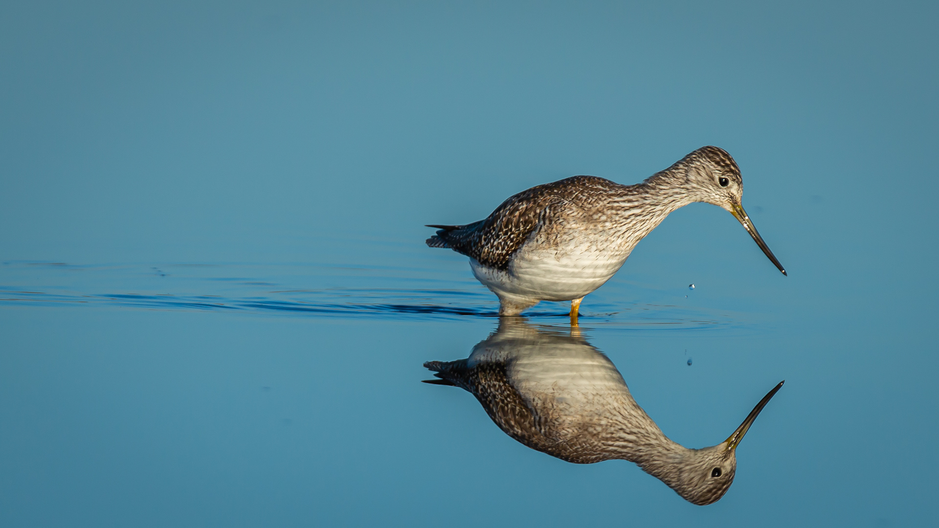 Greater Yellowlegs