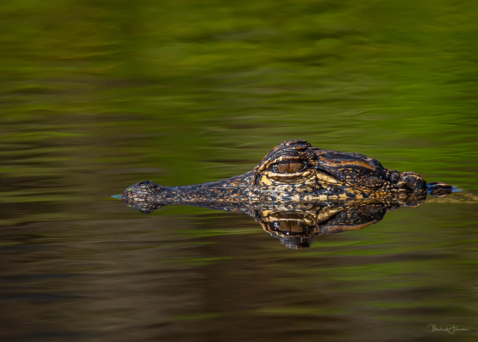 American Alligator