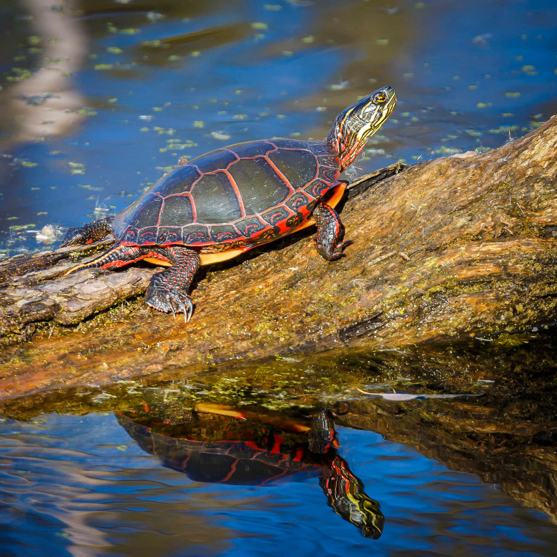 Painted Turtle