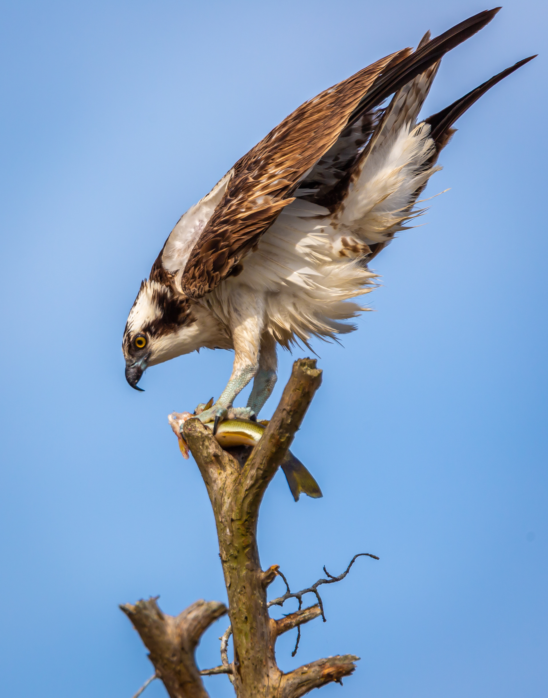 Osprey