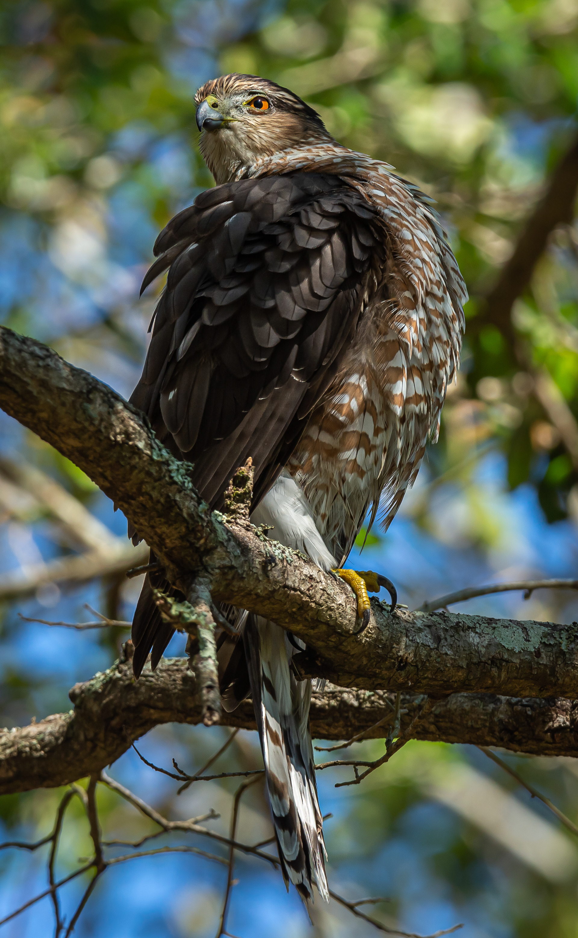Cooper's Hawk