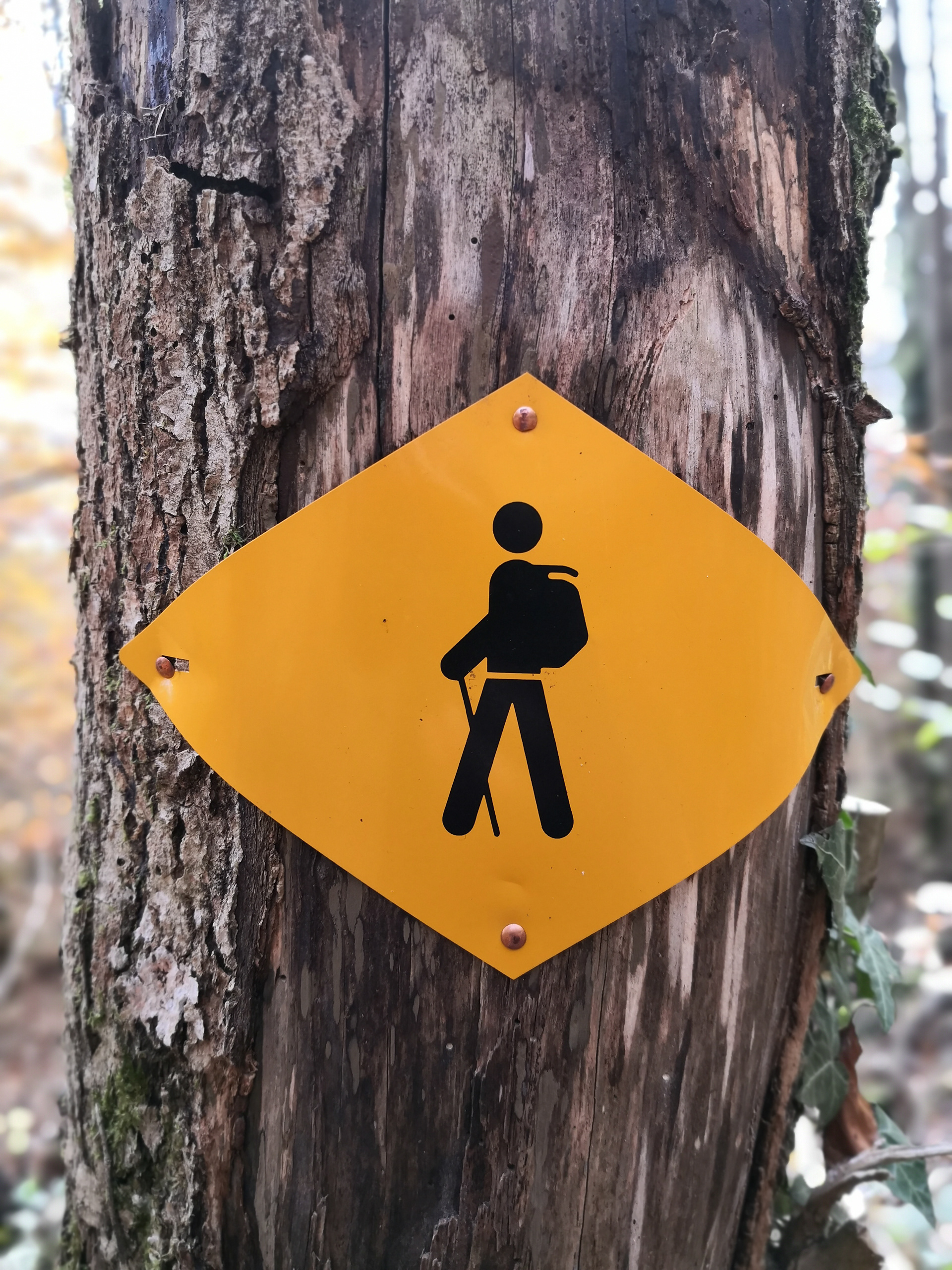 Trek or Trail