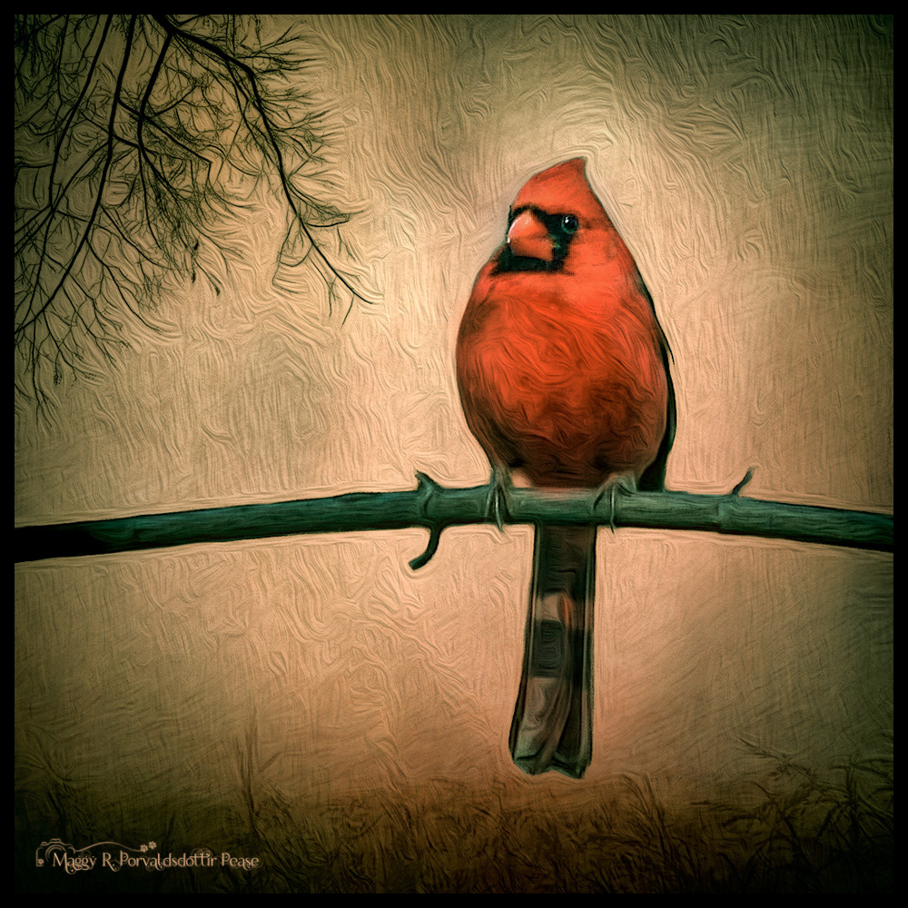 Northern Cardinal