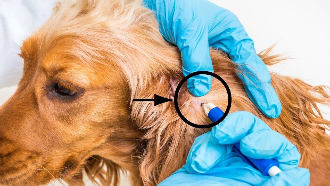 diagnostic-maladie-lyme-chien