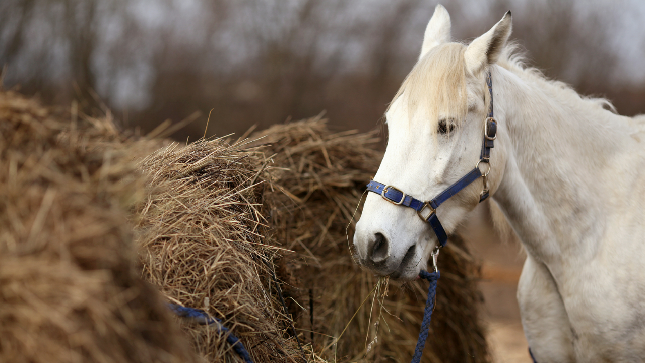 prévenir-coliques-cheval-alimentation